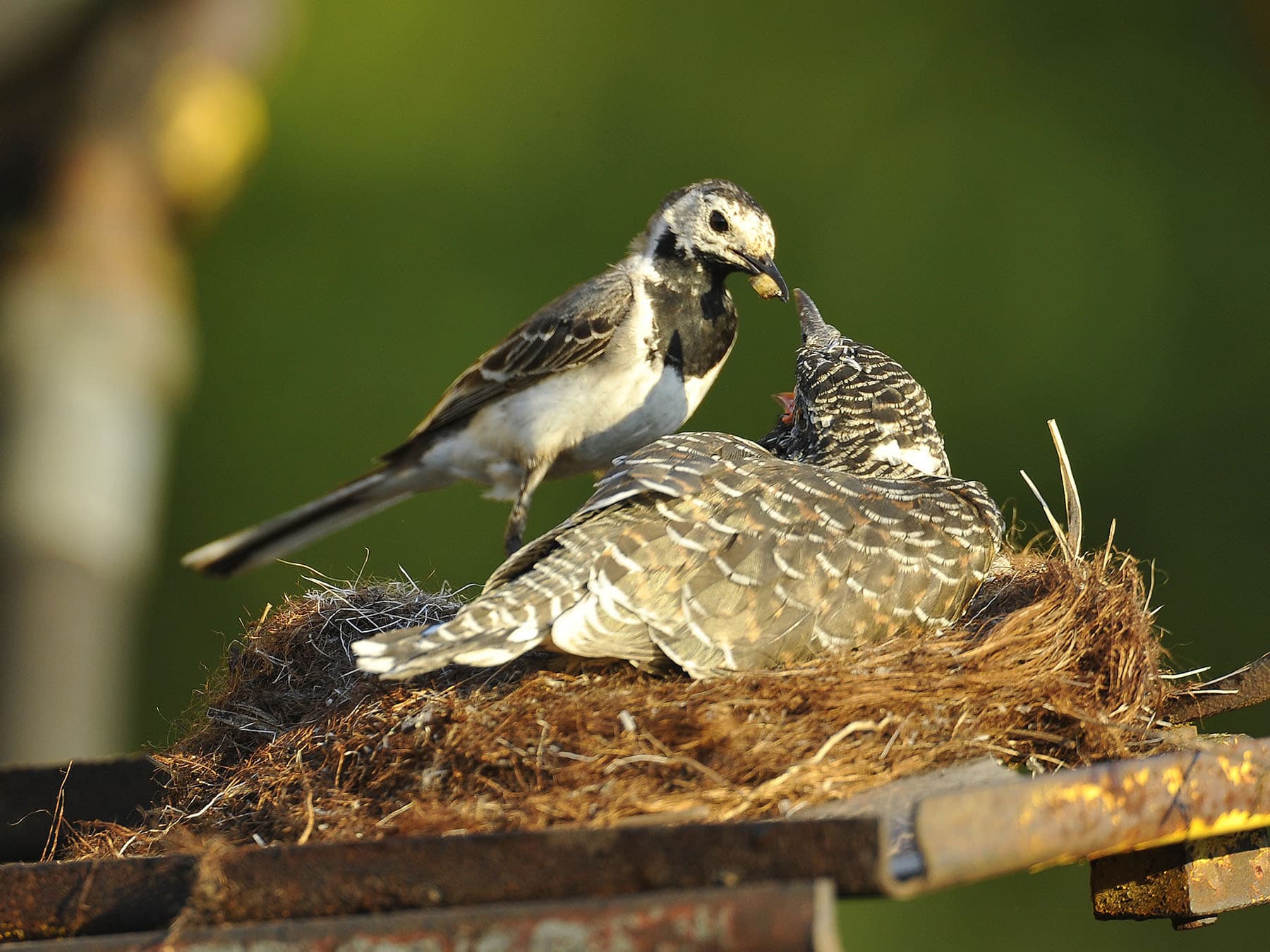 Pied Wagtail feeding cuckoo chick in the nest
