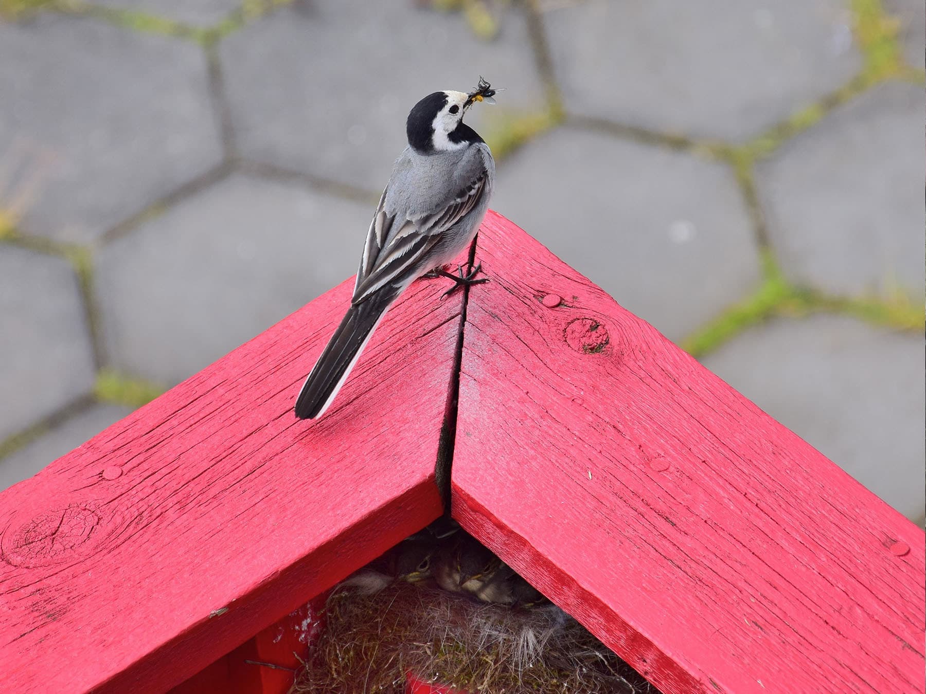 Pied wagtail feeding chicks