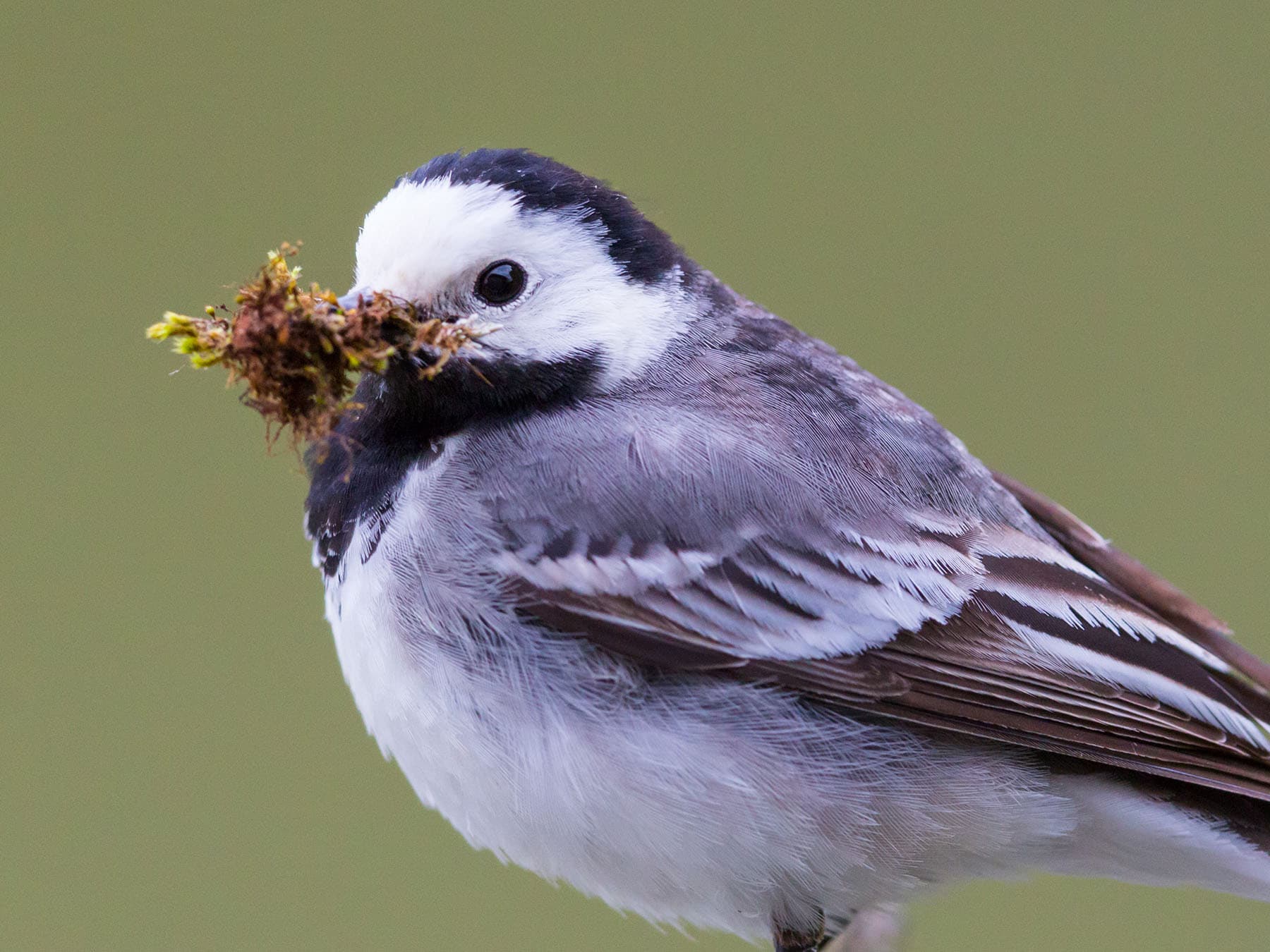 Pied wagtail nesting material