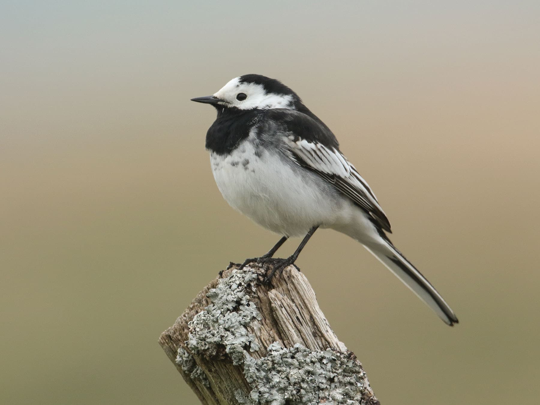 Pied Wagtail
