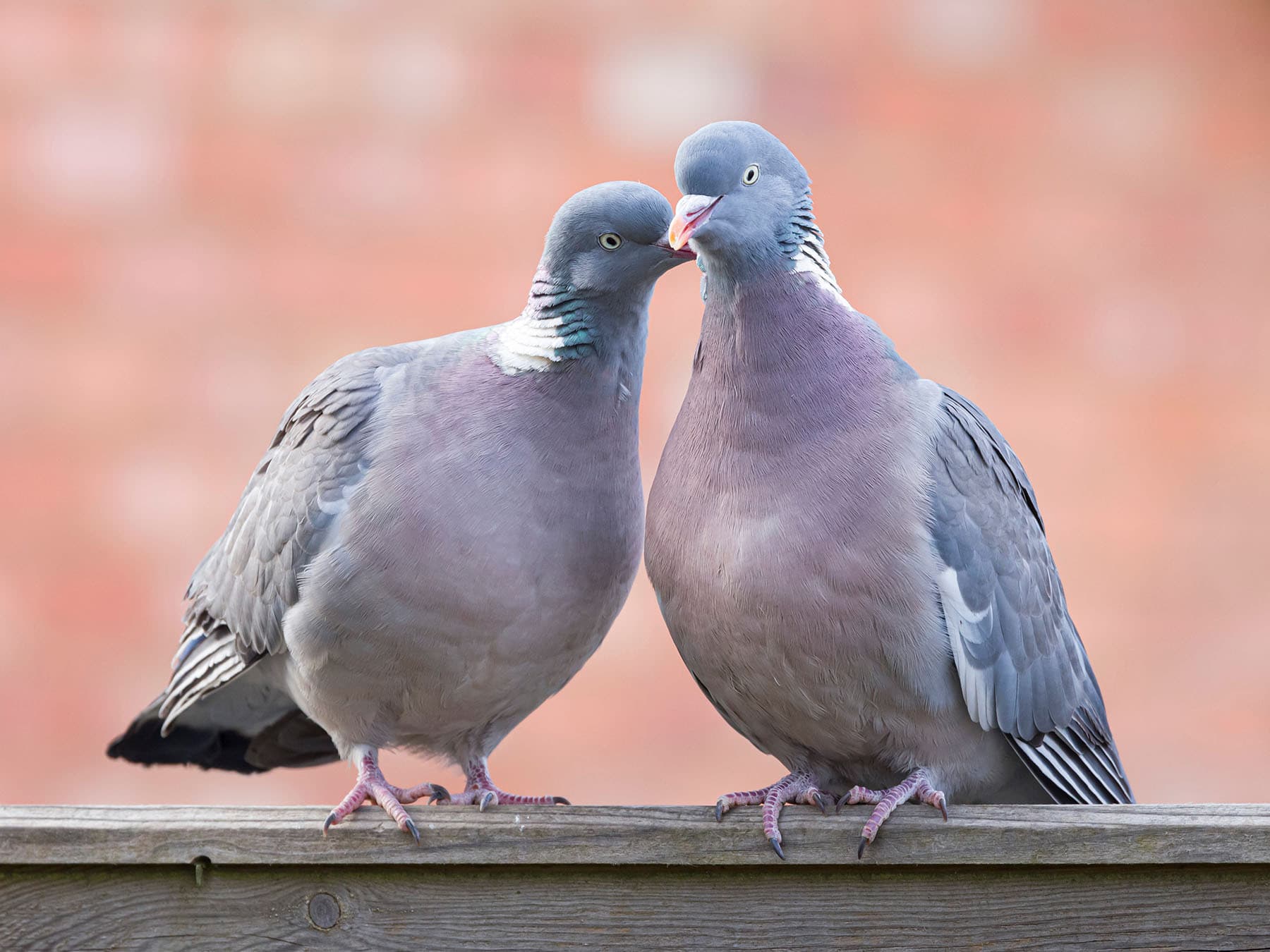 Pigeon courtship