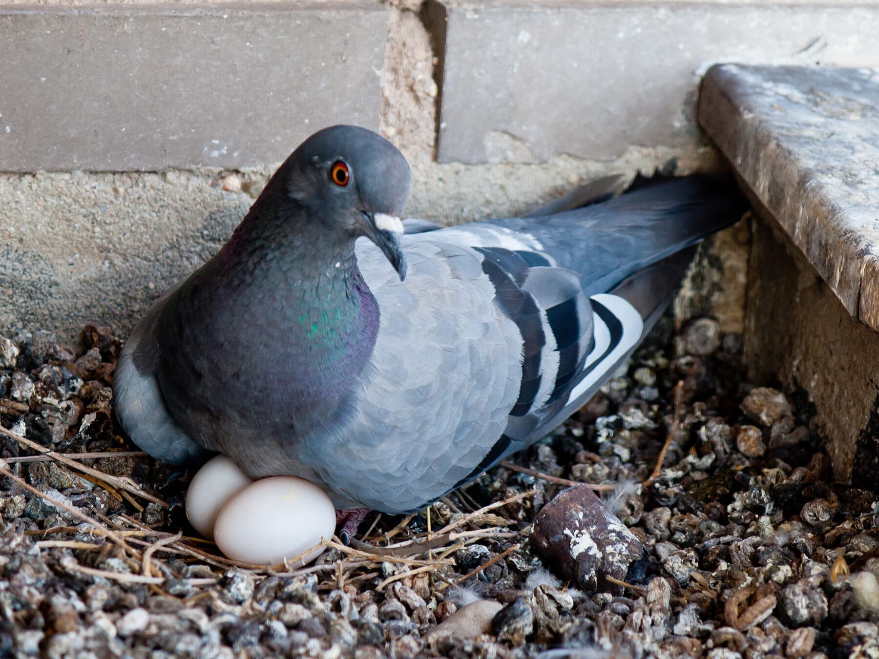 Pigeon eggs in nest