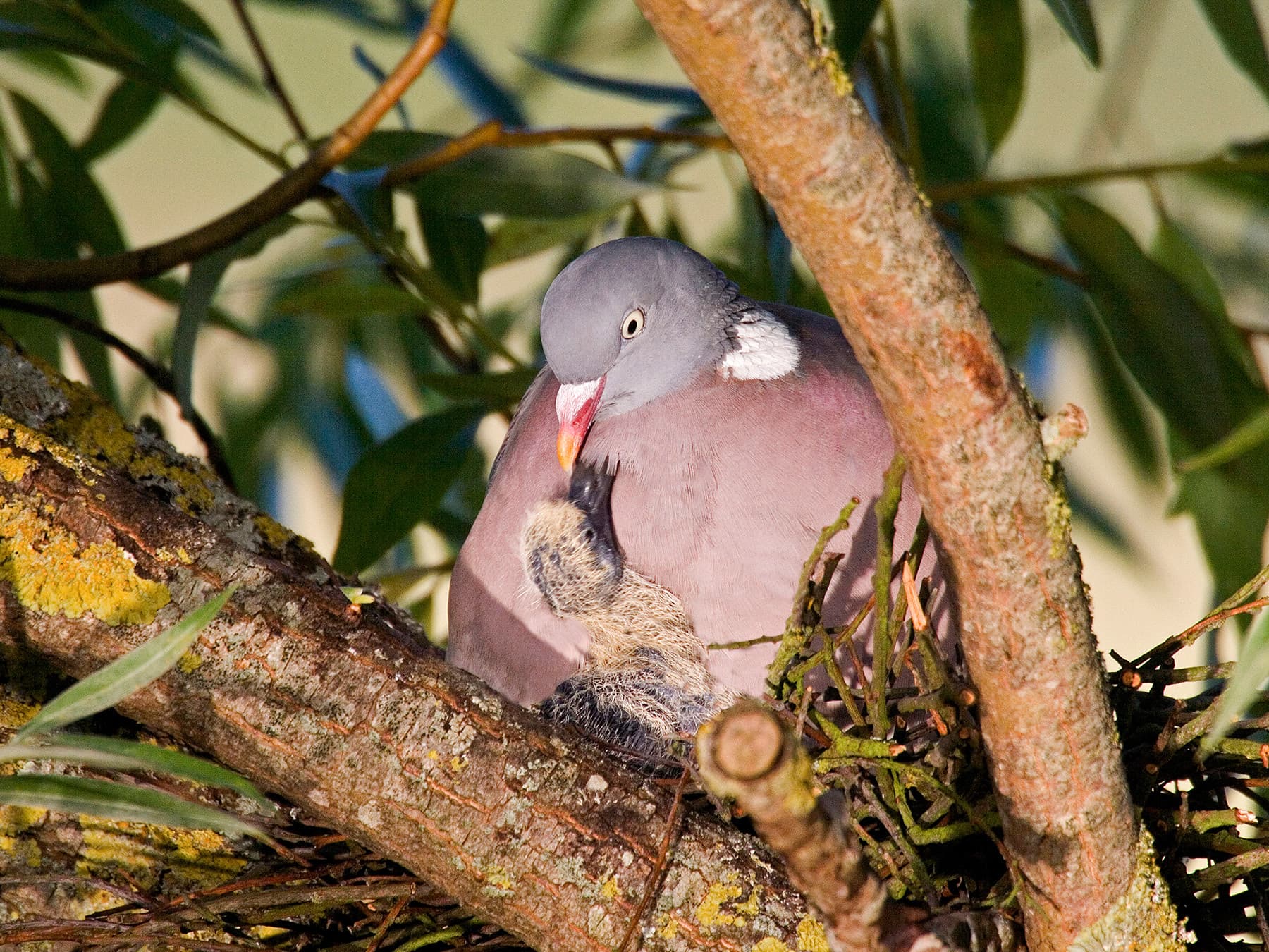 Pigeon feeding baby