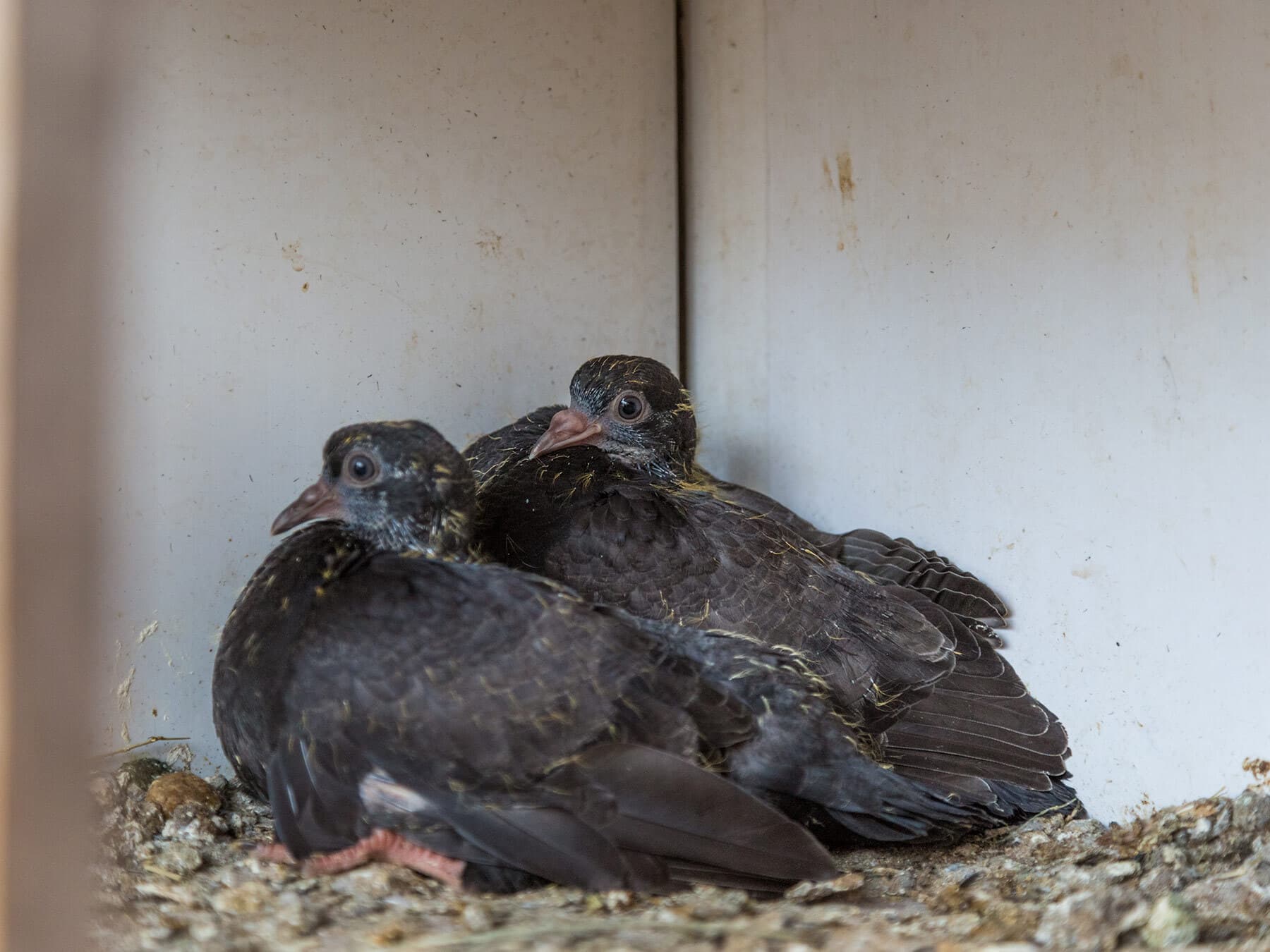 Pigeon fledglings