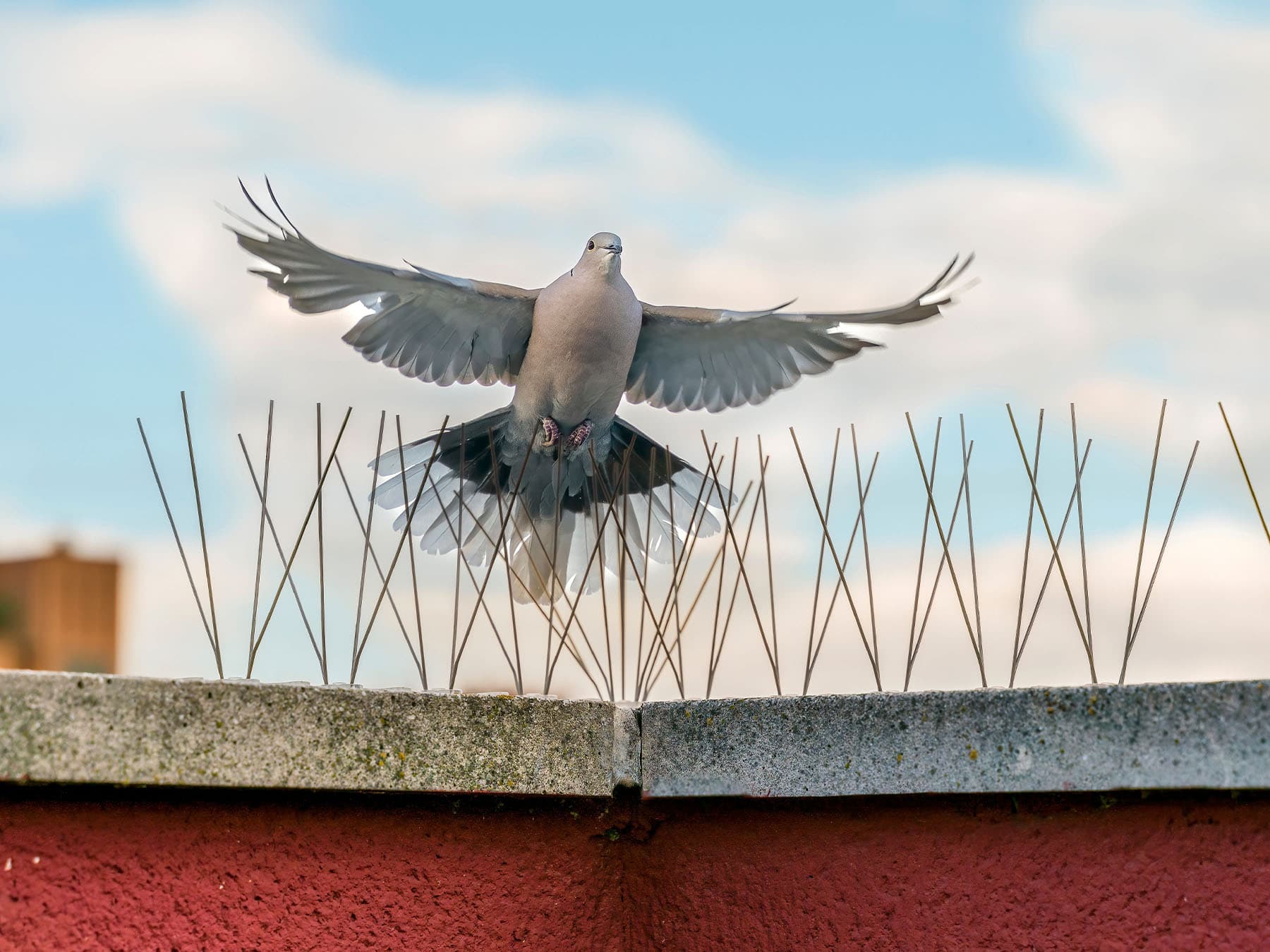 Pigeon flying near roof spikes