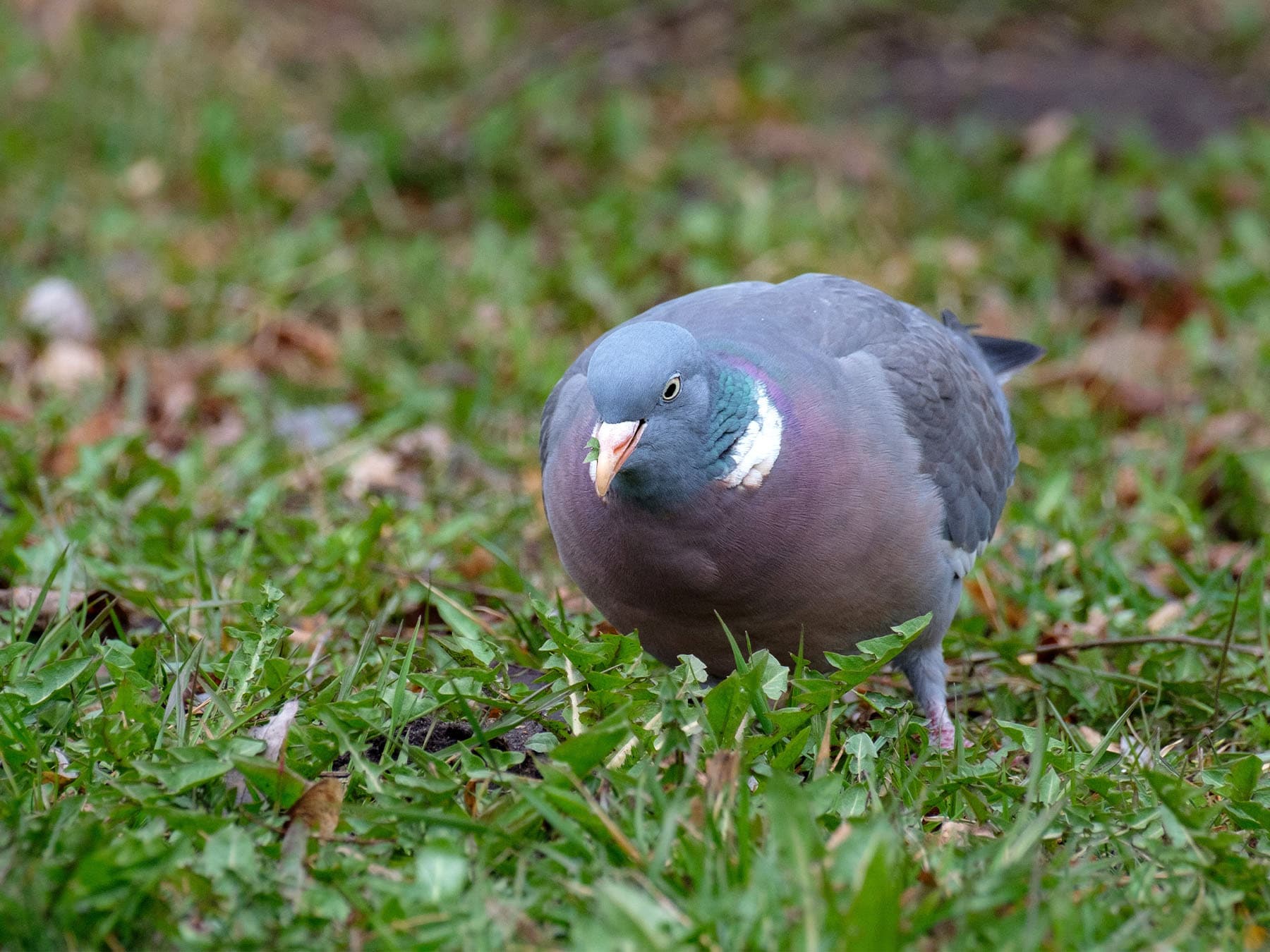 Pigeon foraging in forest