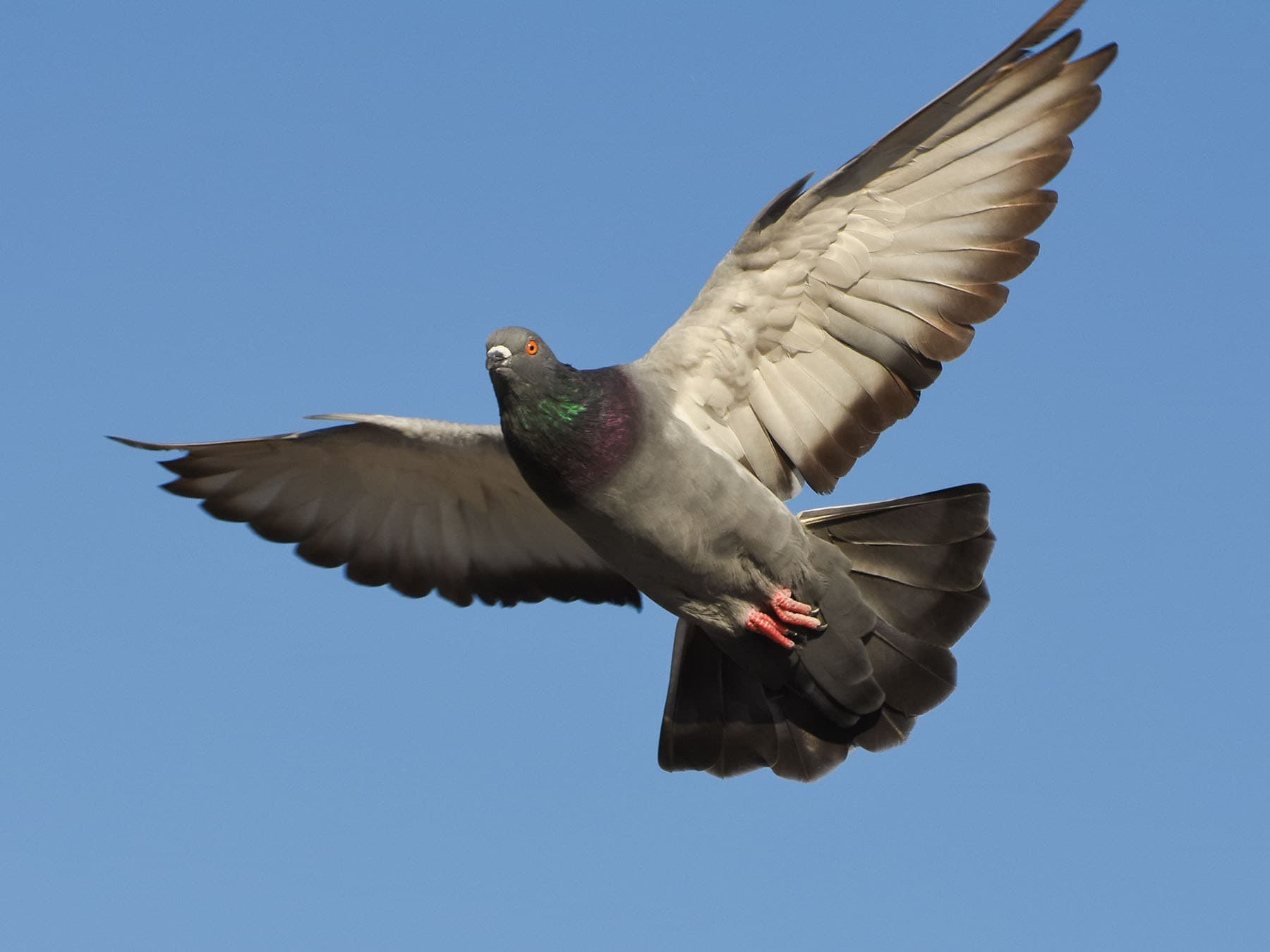 Pigeon in flight