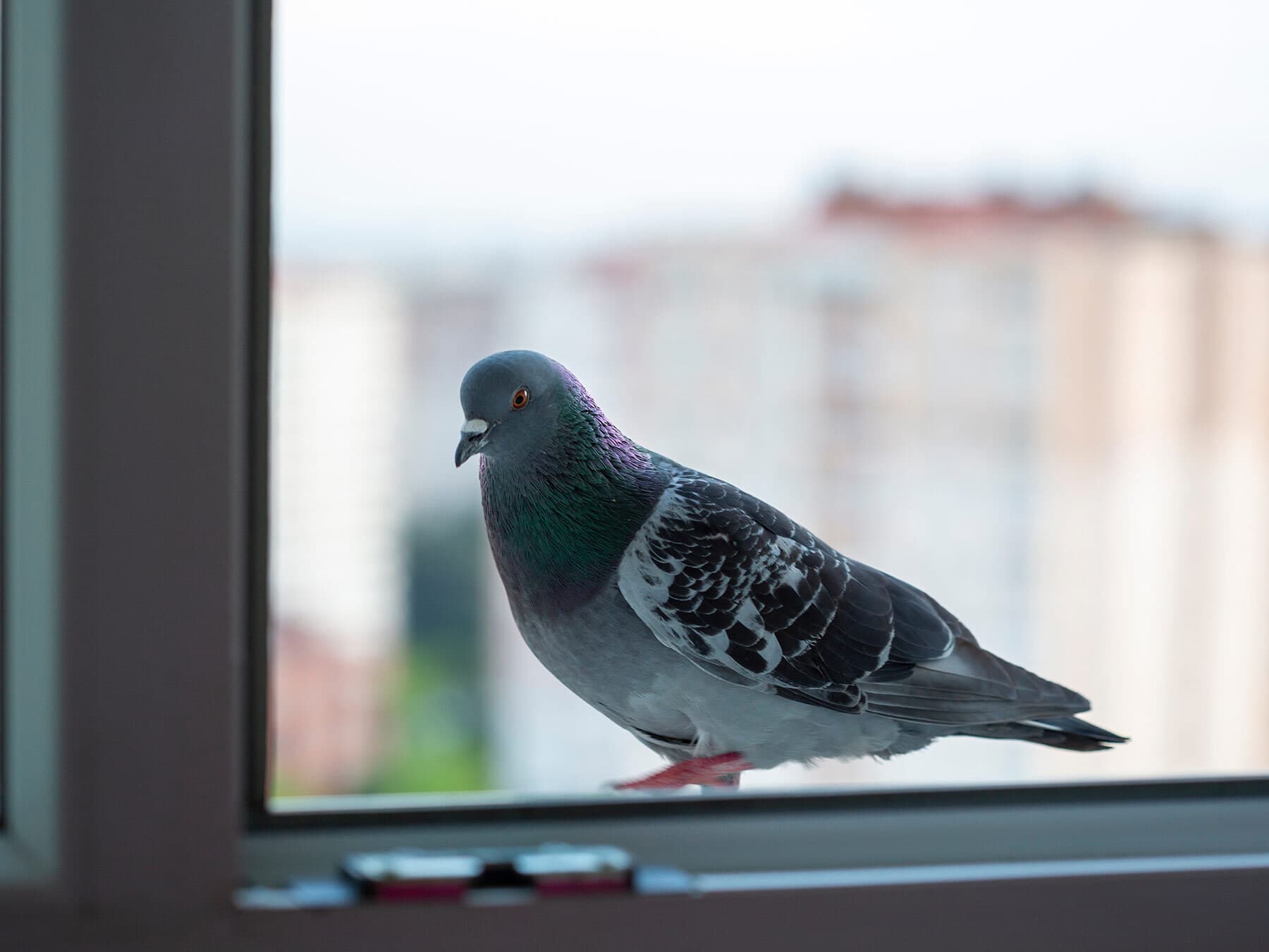 Pigeon looking in window