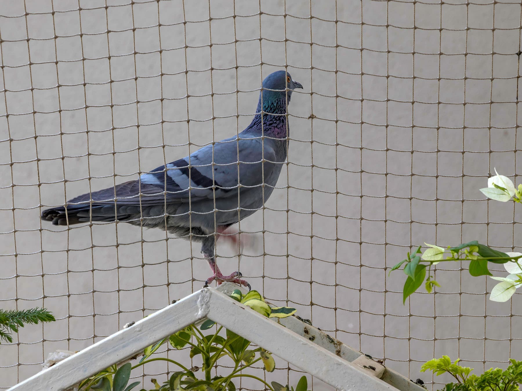 Pigeon outside of protective netting