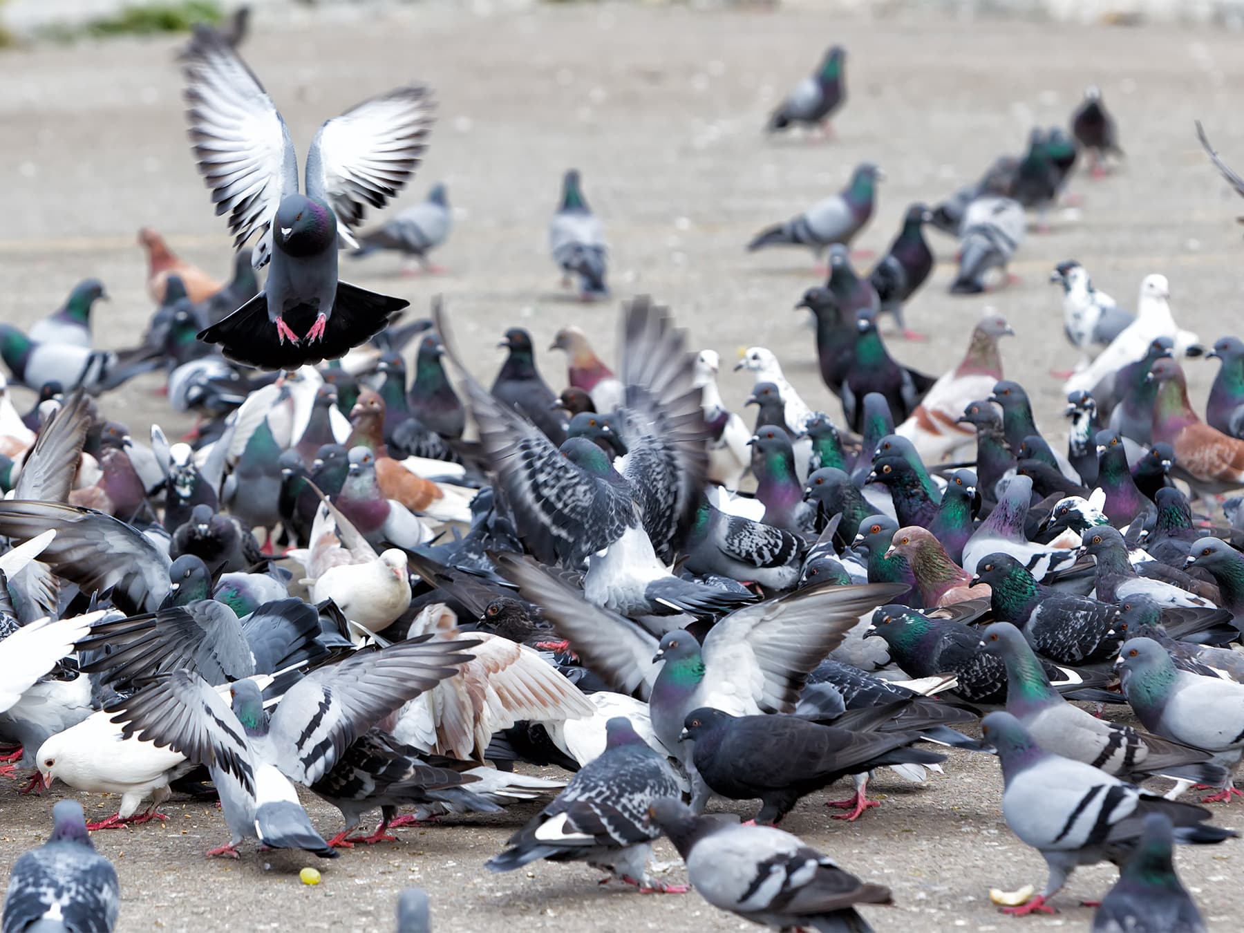 Pigeons gathering to feed