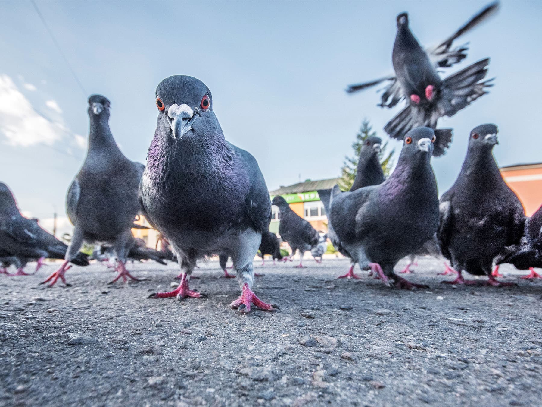 Pigeons in the city