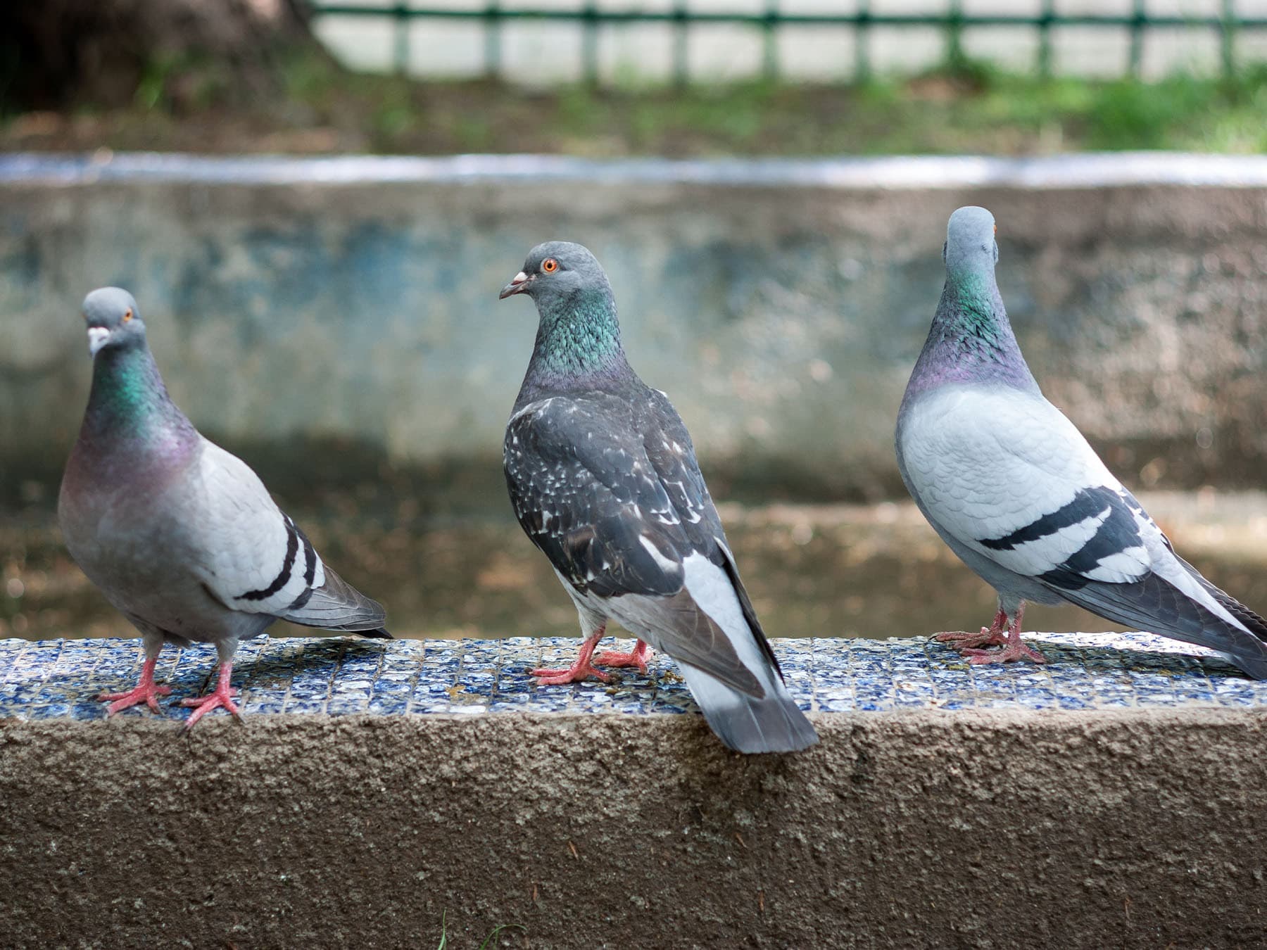Pigeons on wall in park