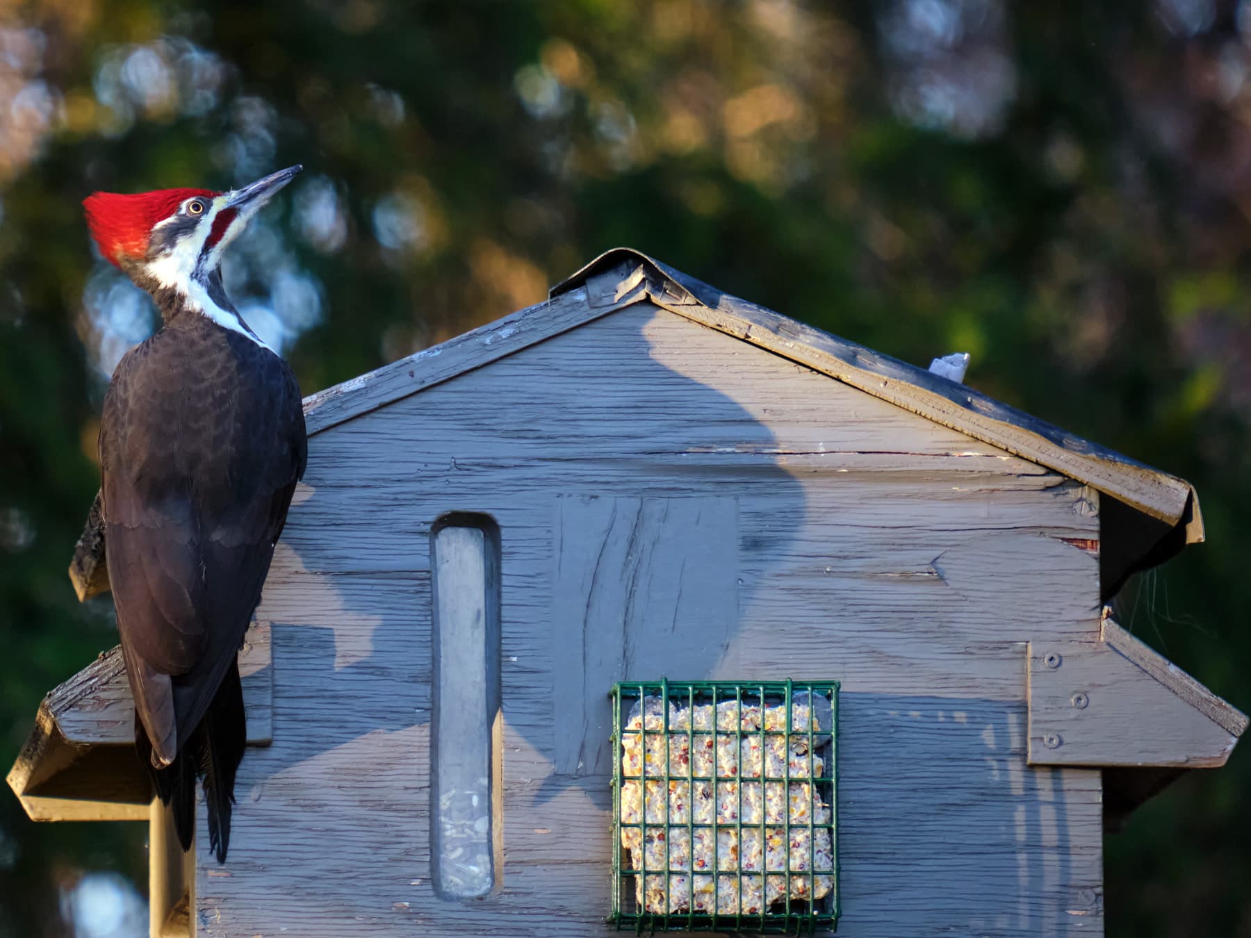 Pileated woodpecker at feeder in backyard