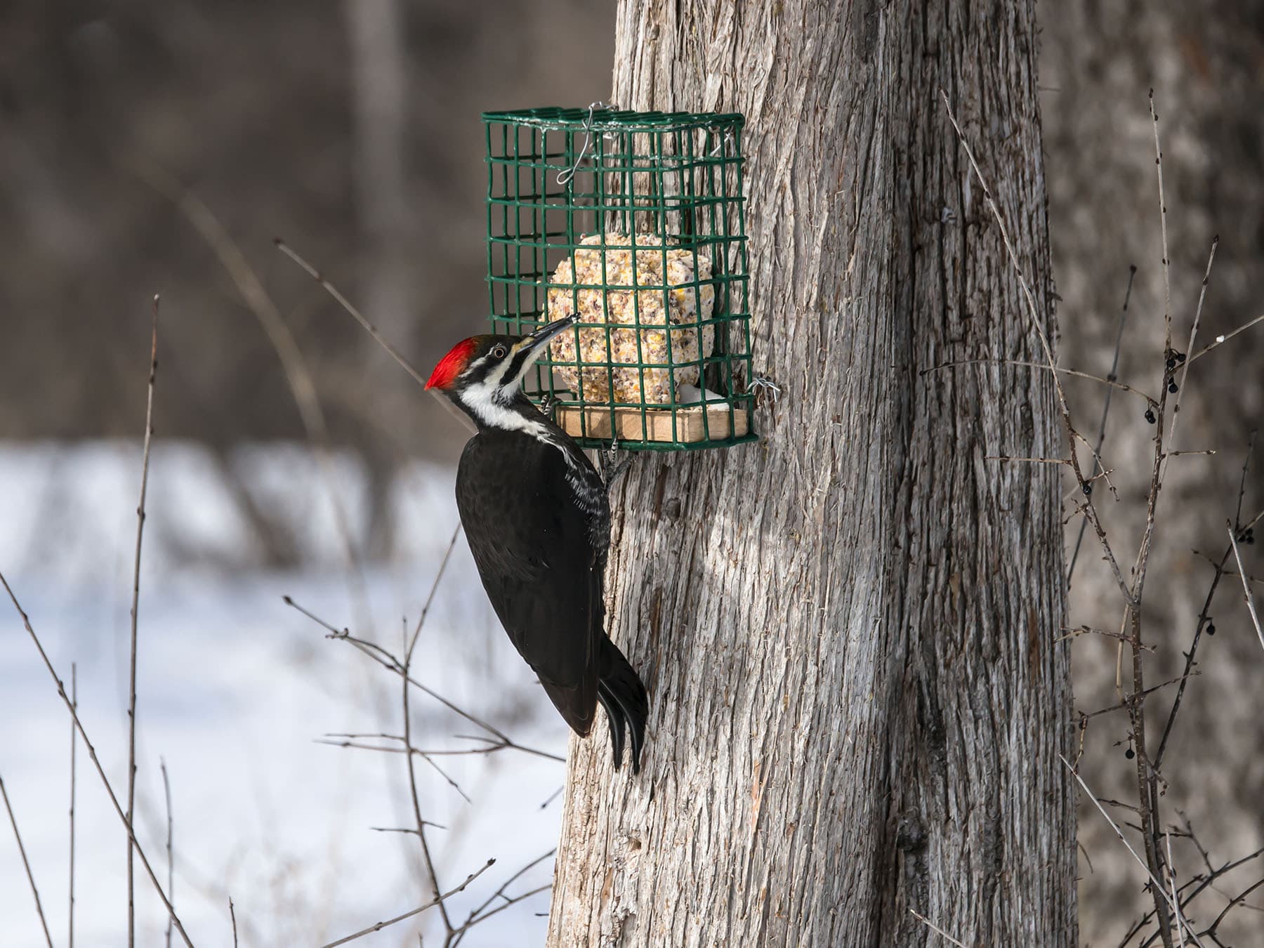 Pileated woodpecker at feeder