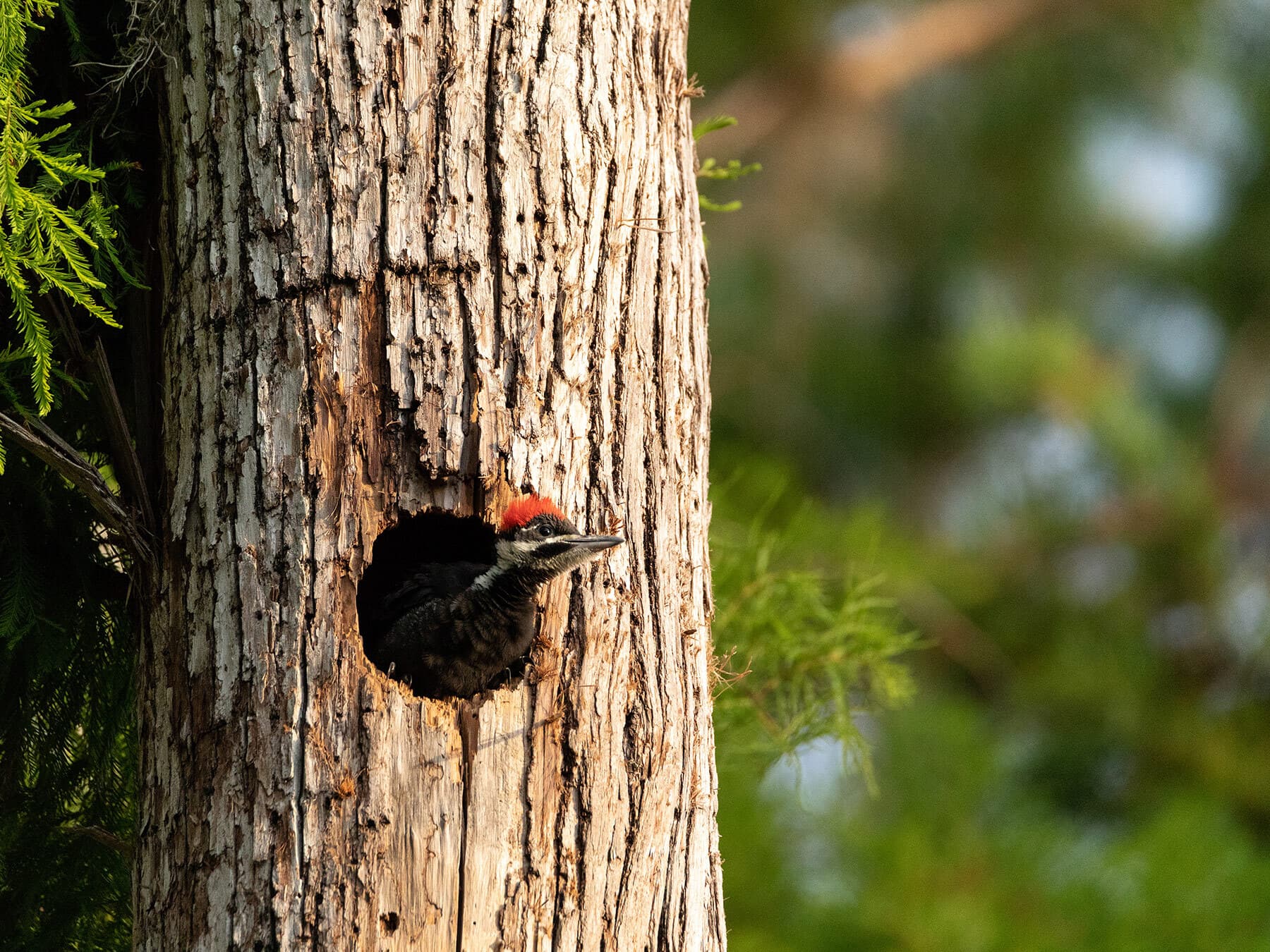 Pileated woodpecker chick nest 1
