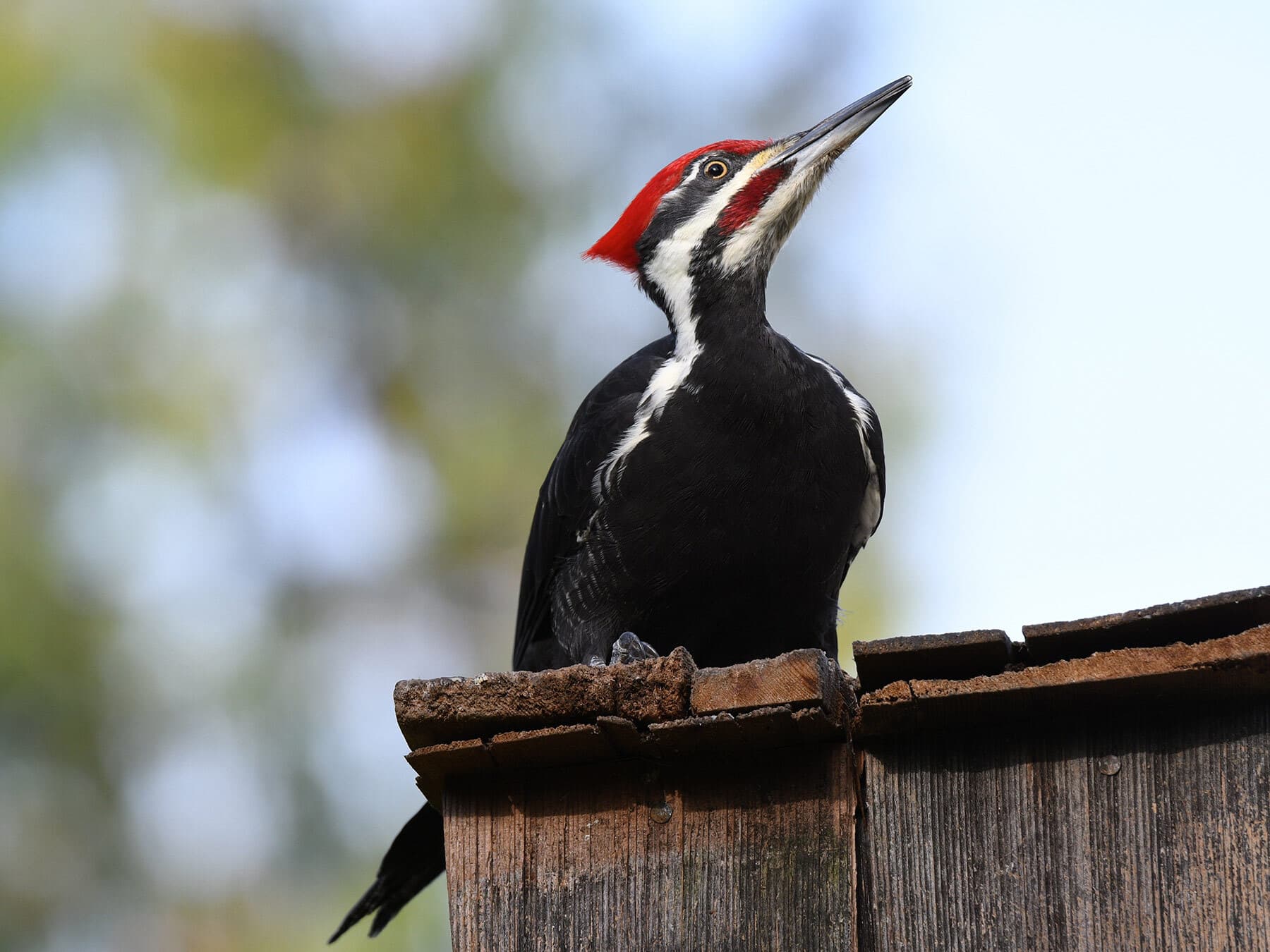 Pileated woodpecker close up