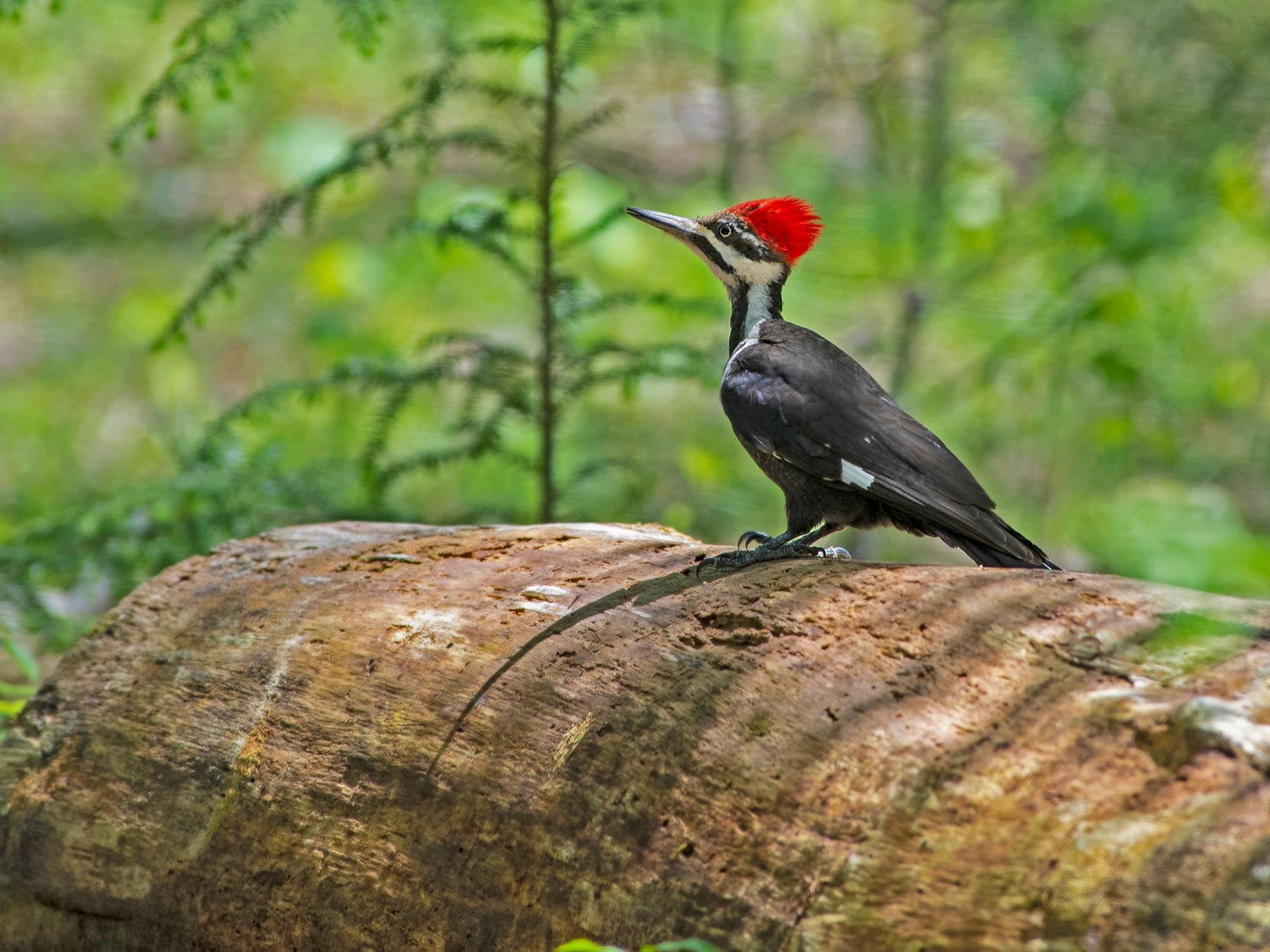 Pileated woodpecker diet