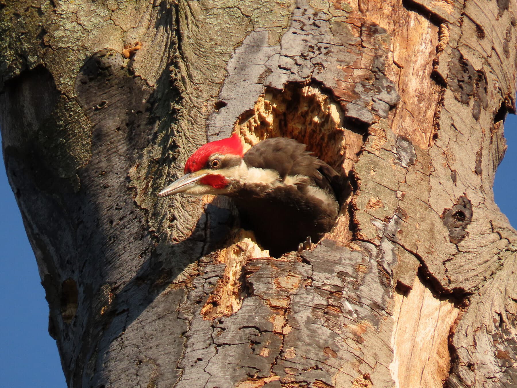 Pileated woodpecker excavating