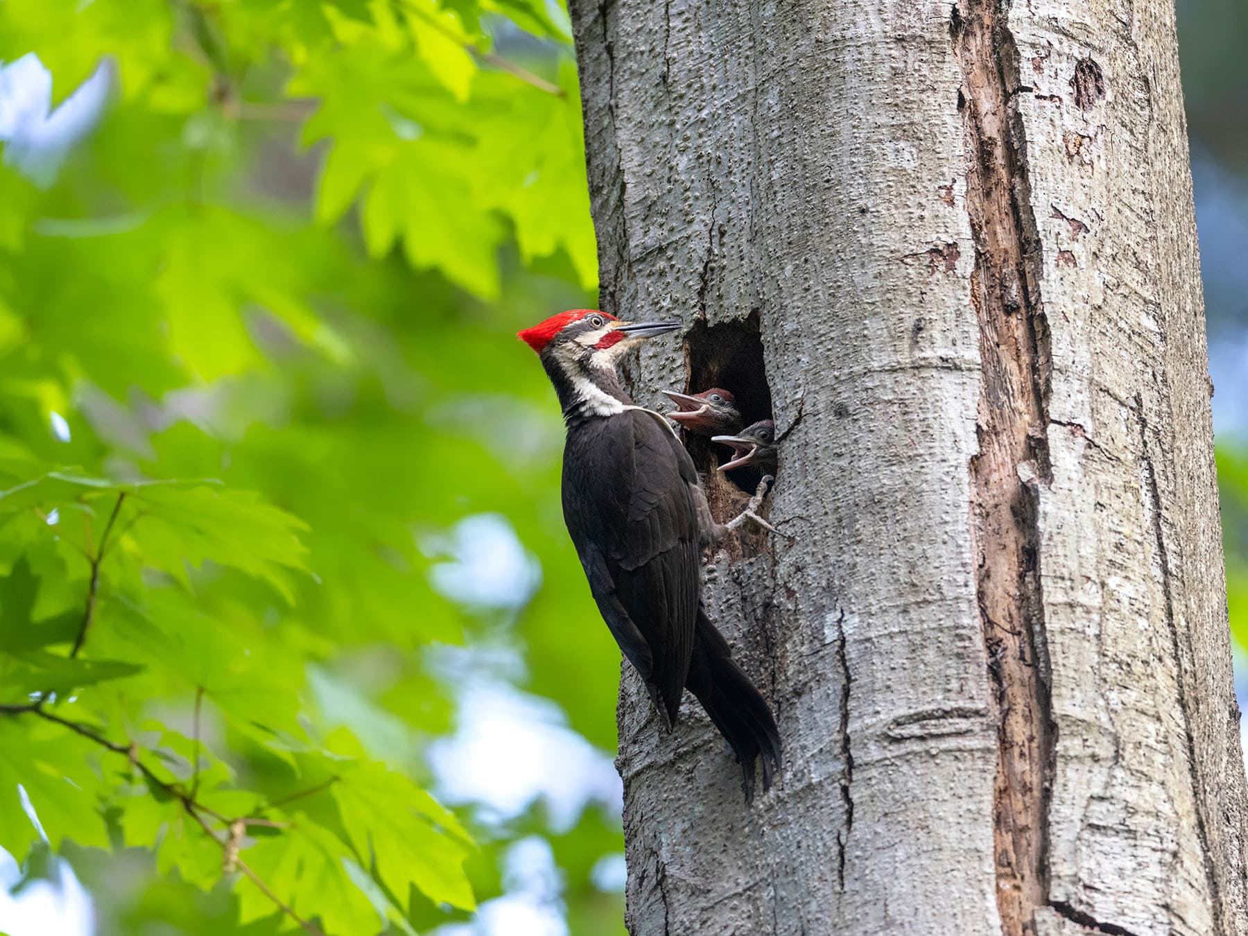 Pileated woodpecker feeding chicks