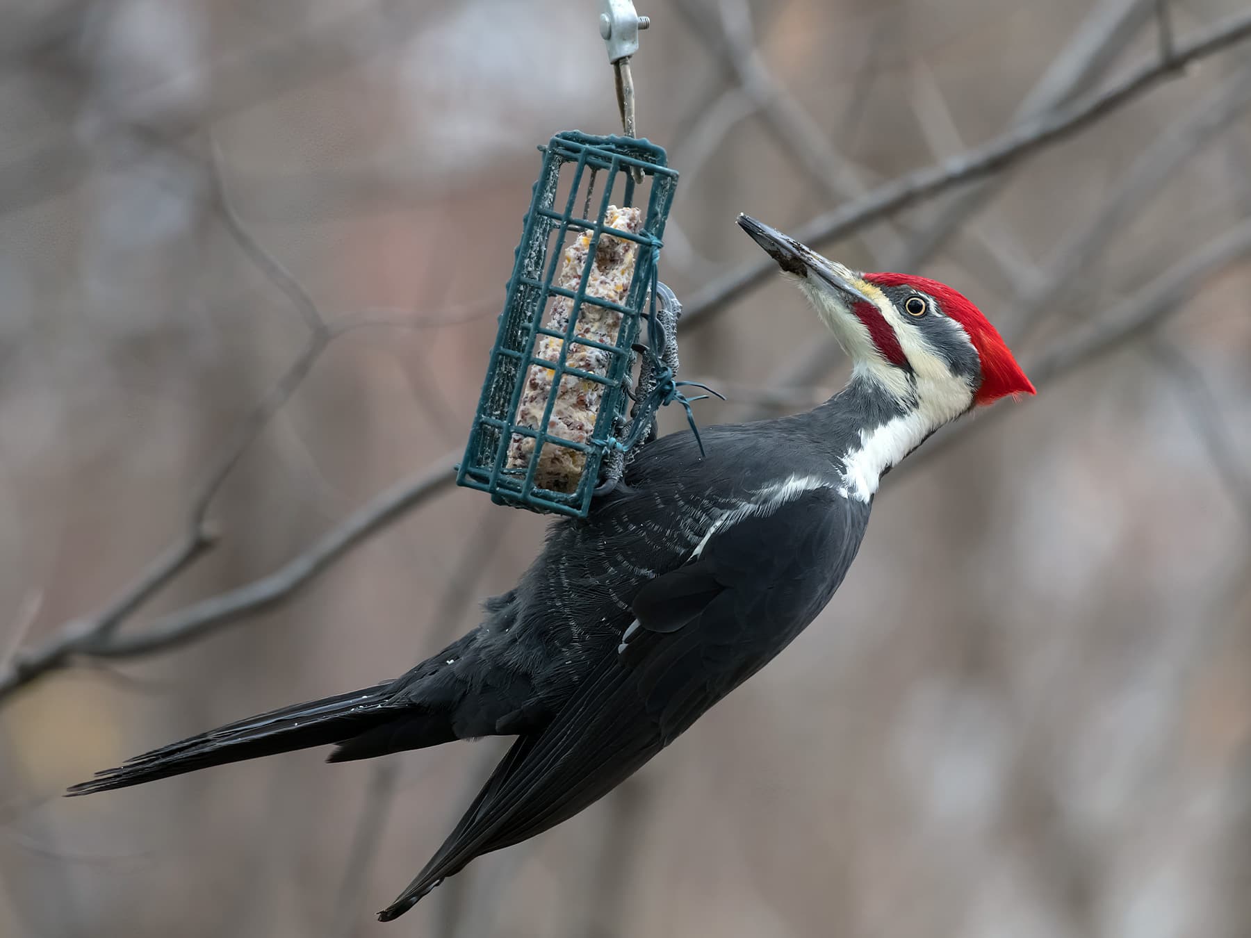 Pileated Woodpecker feeding on suet from a garden feeder