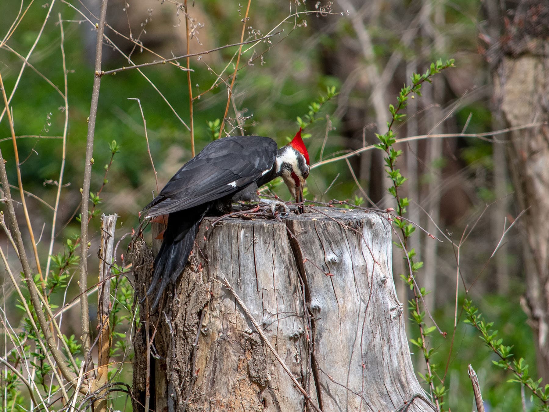 Pileated woodpecker foraging