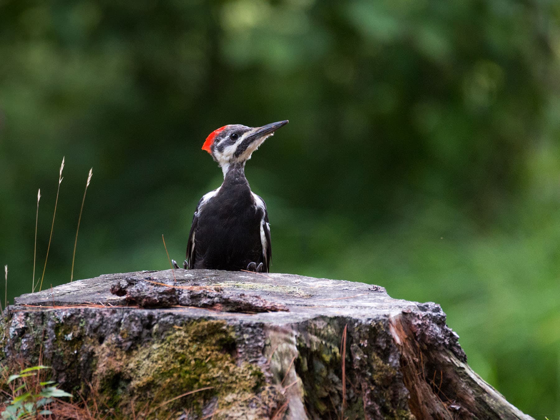 Pileated woodpecker juvenile foraging