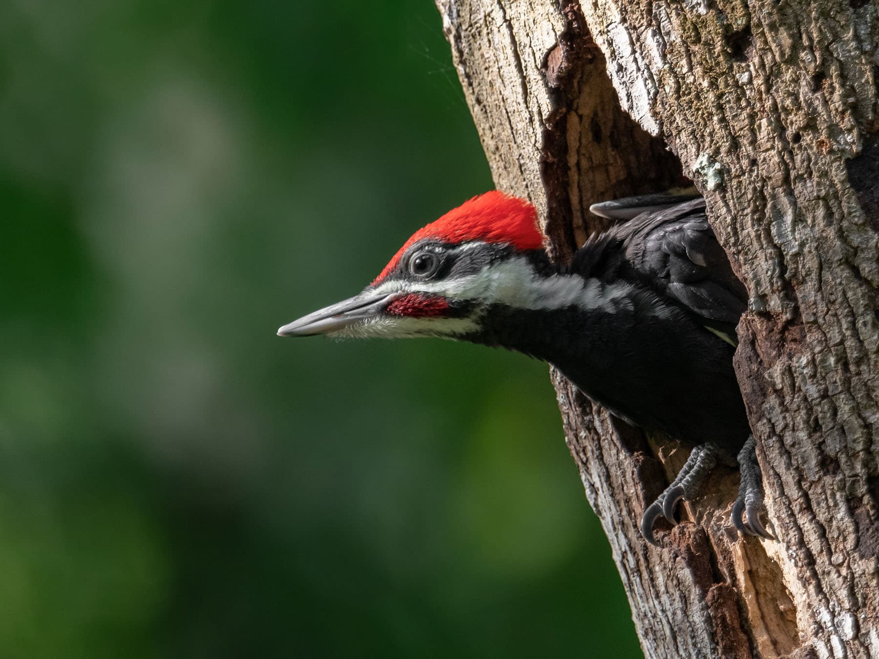 Pileated woodpecker juvenile