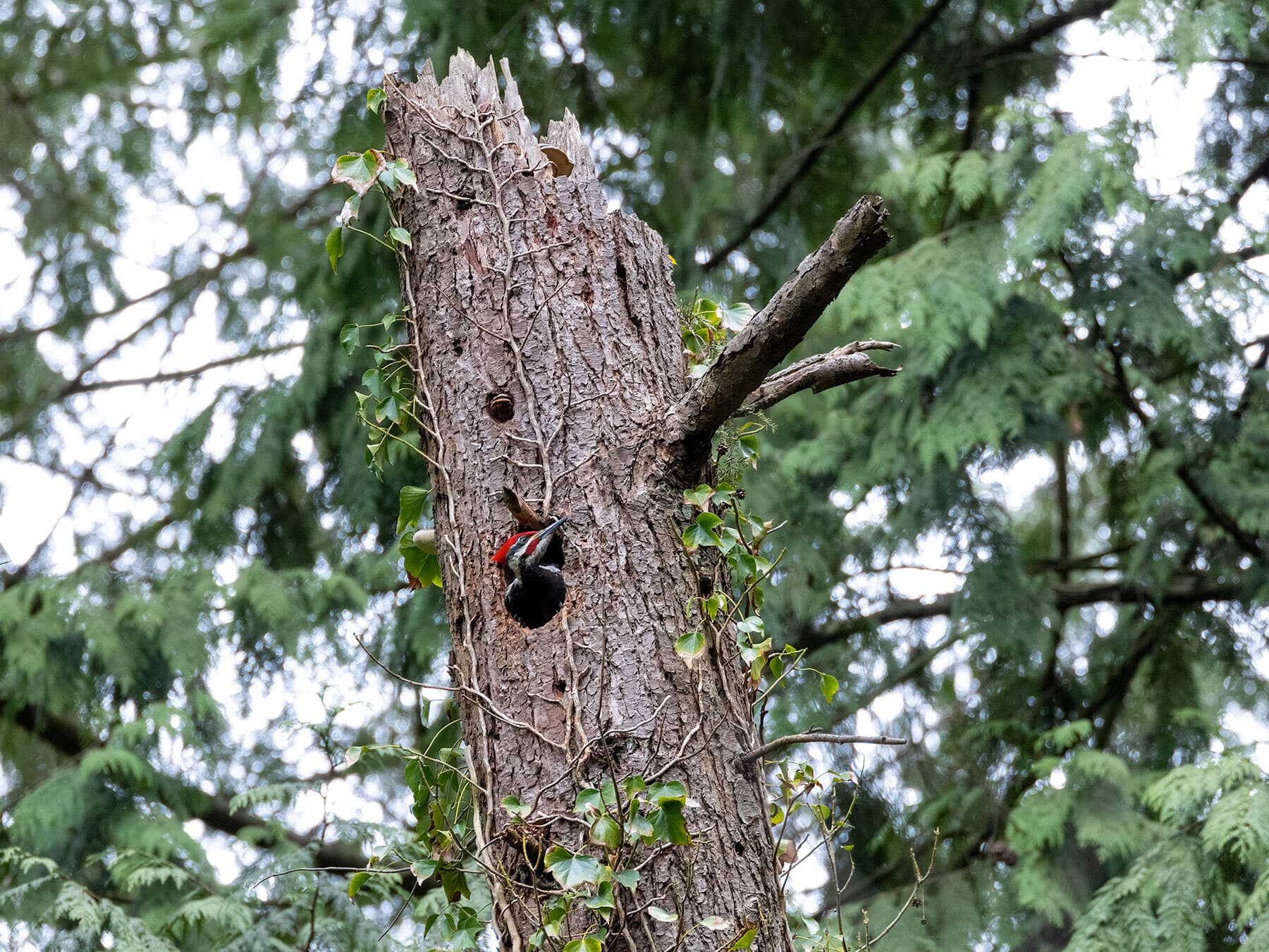 Pileated woodpecker nest
