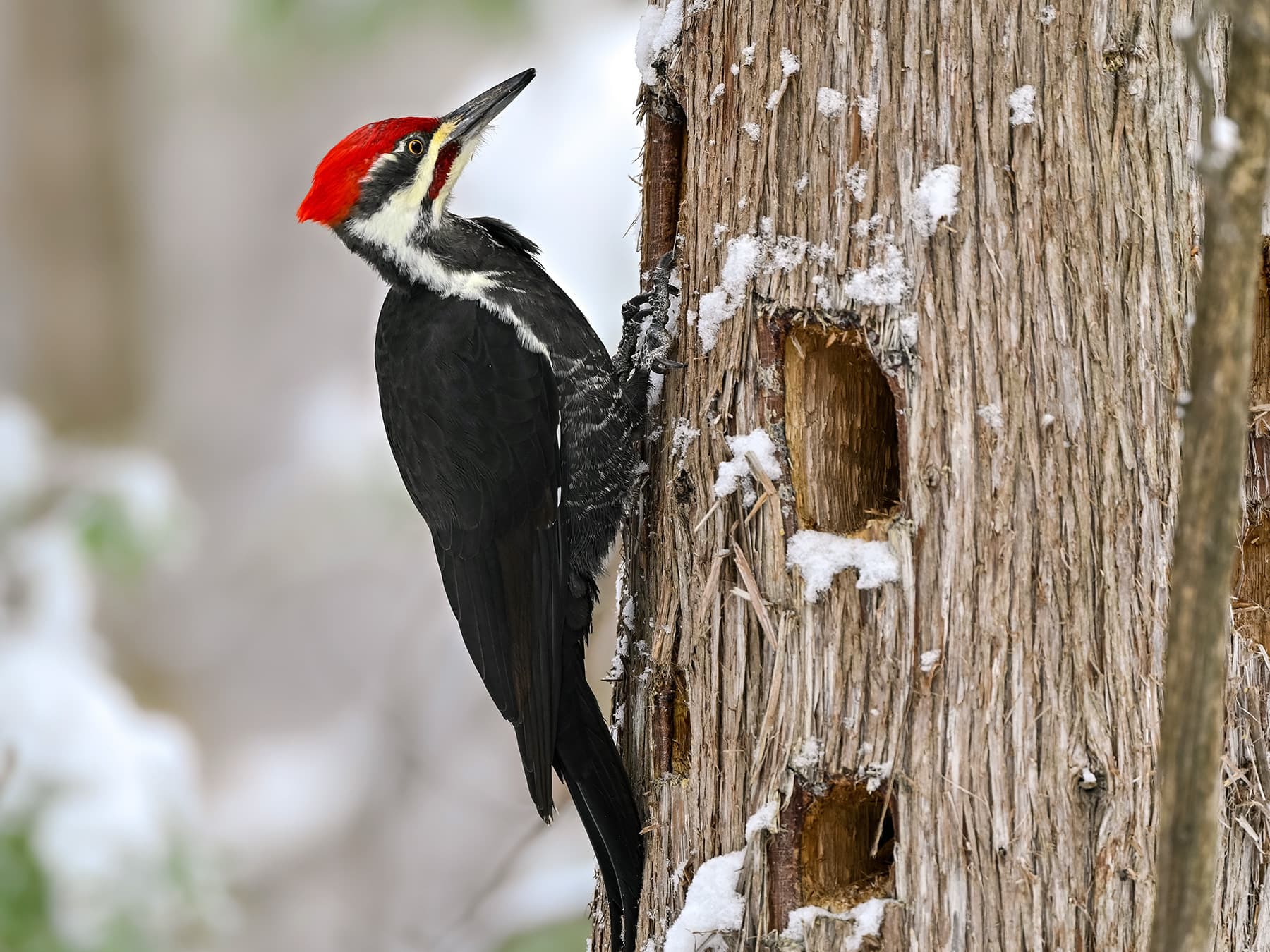 Pileated Woodpecker perching on a tree trunk during the winter