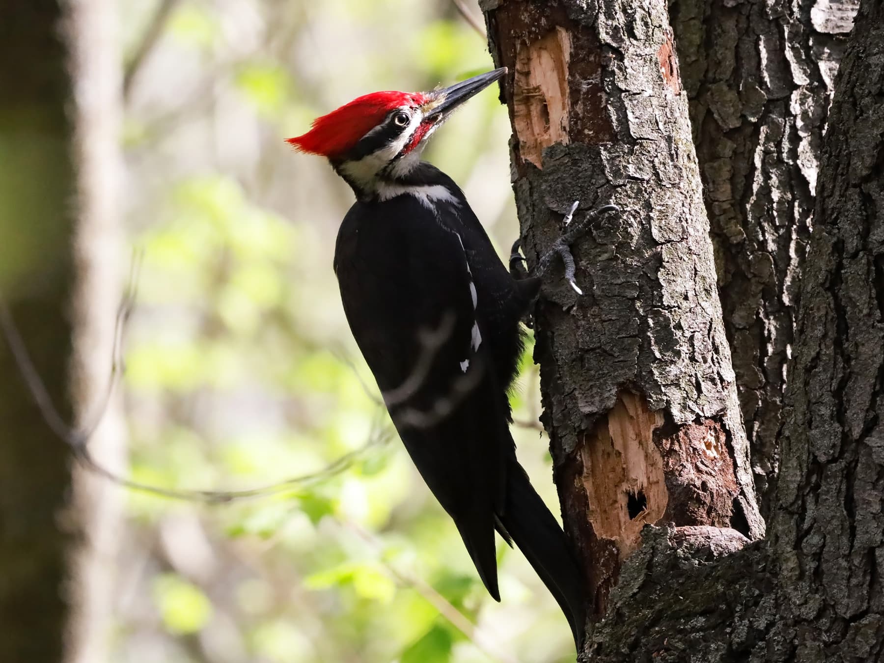 Pileated woodpecker pecking on tree trunk