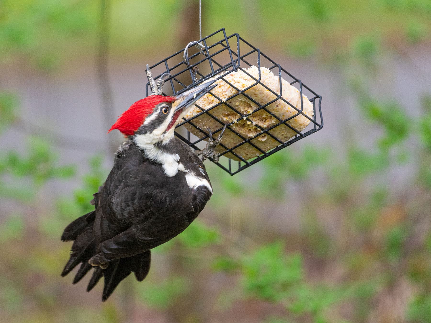 Pileated woodpecker suet bird feeder