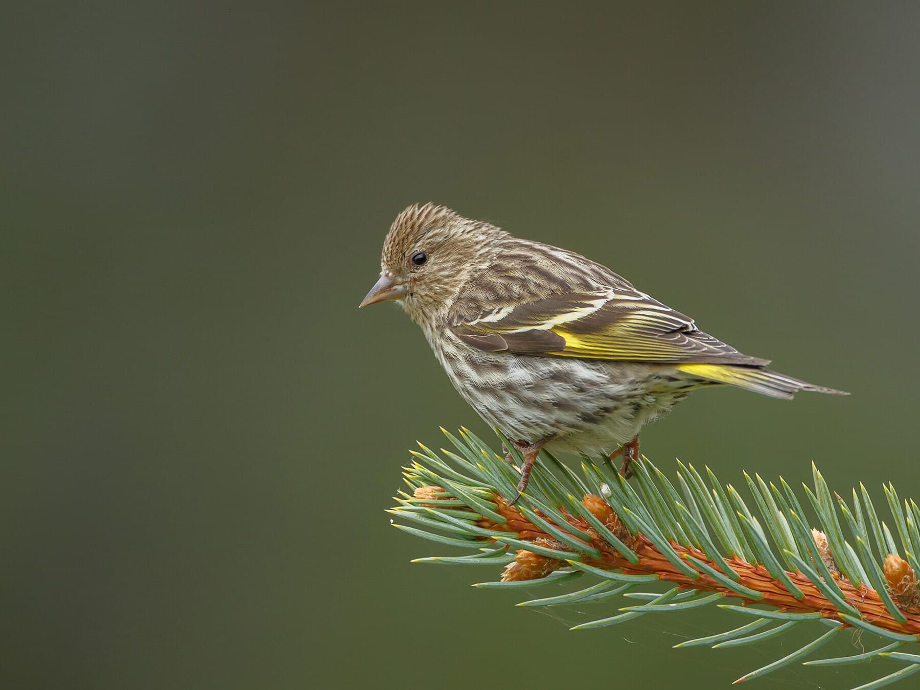 Pine siskin perched