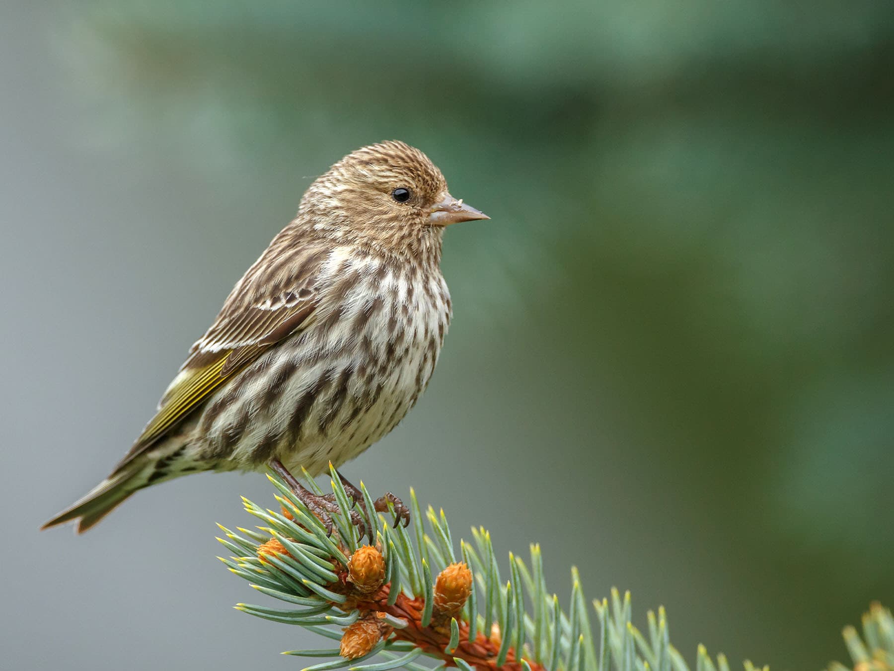 Pine siskin perching in pine tree