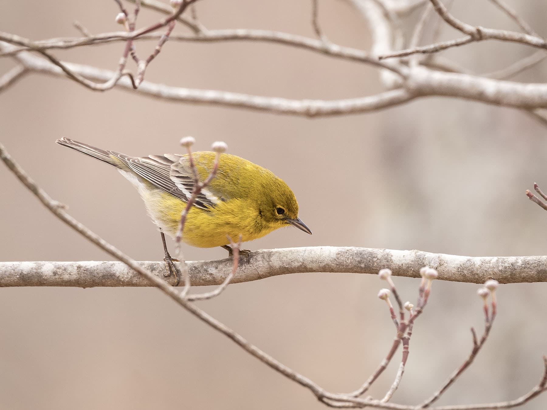 Pine warbler perched