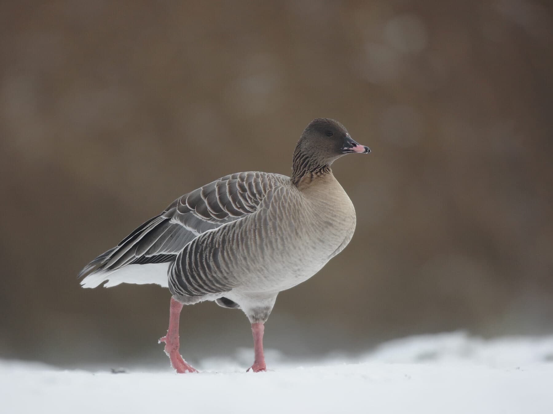 Pink footed goose uk