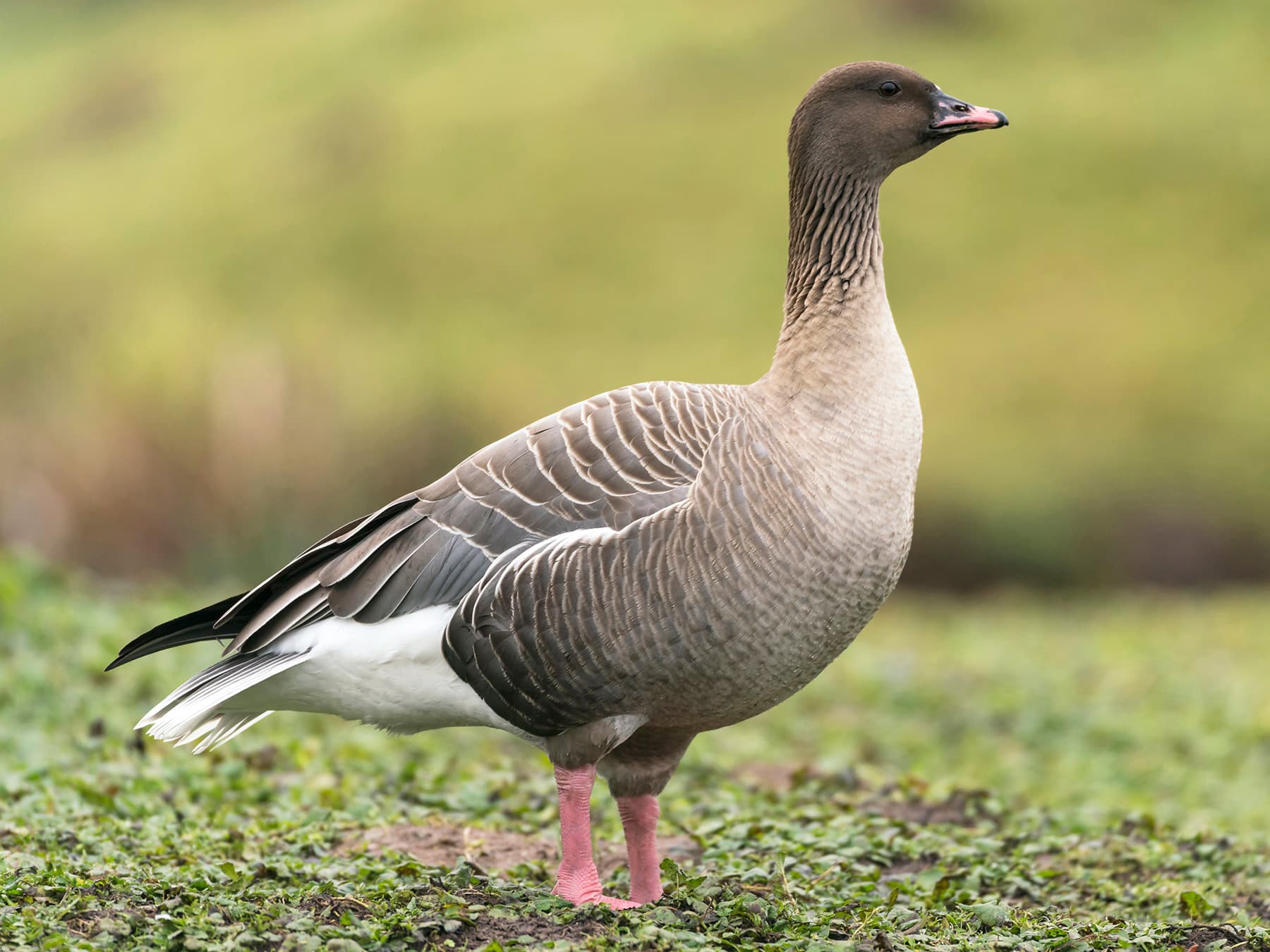 Pink-footed Goose