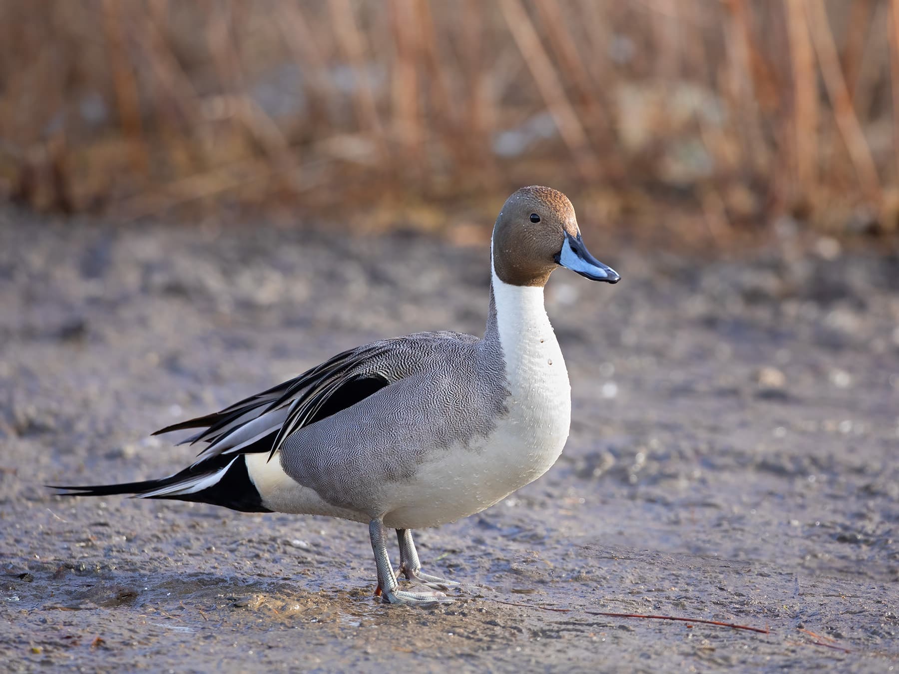 Northern Pintail