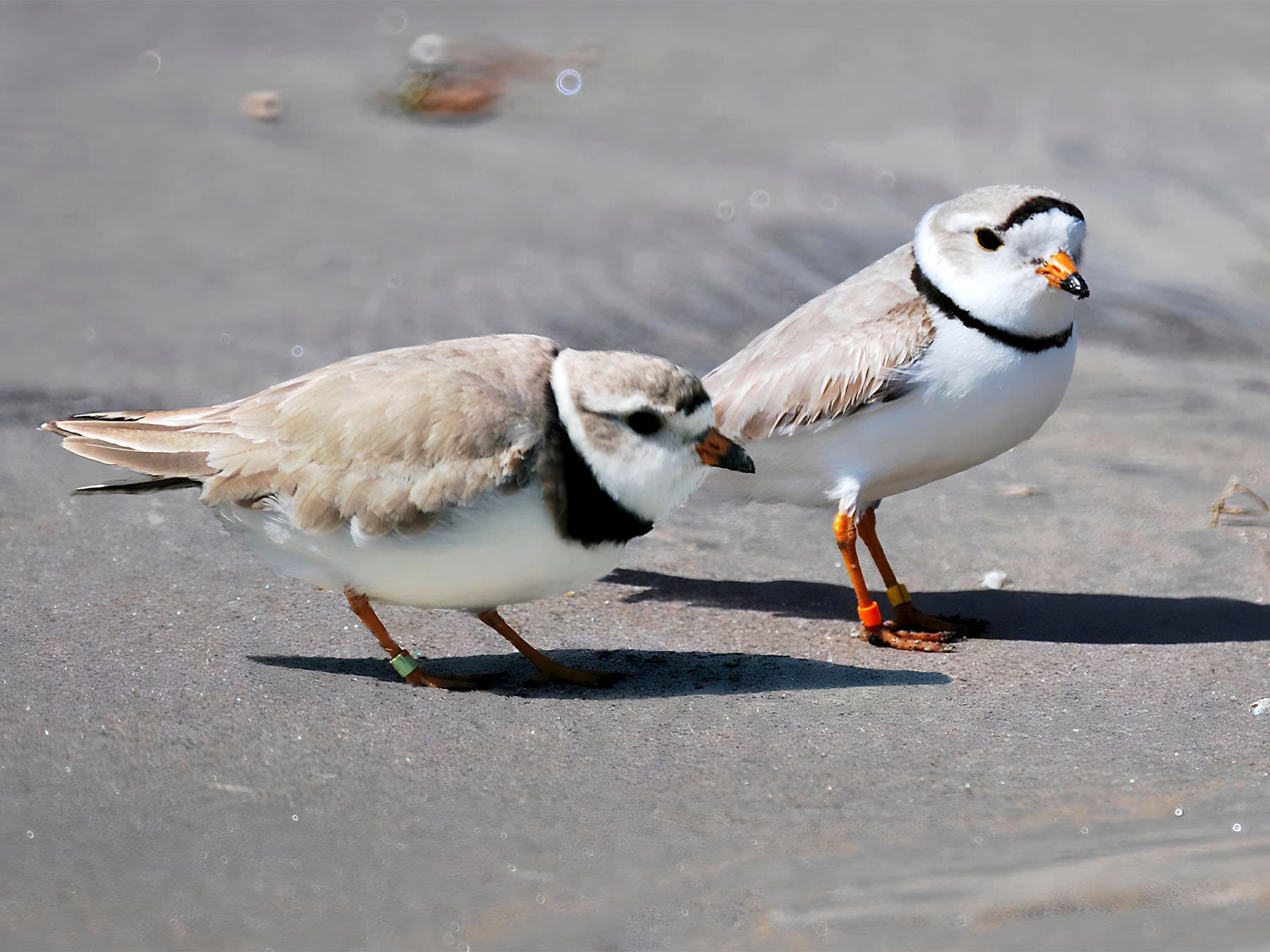 Pair of breeding Piping Plovers