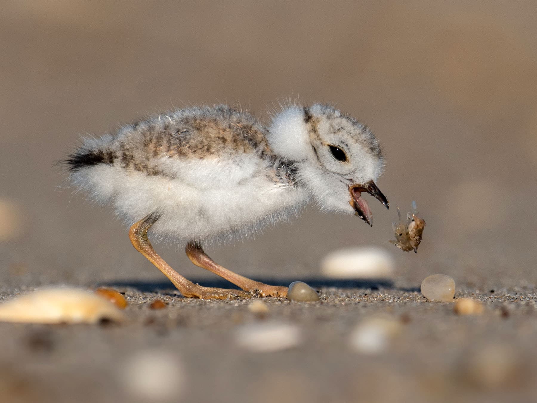 Piping Plover chick feeding on insects