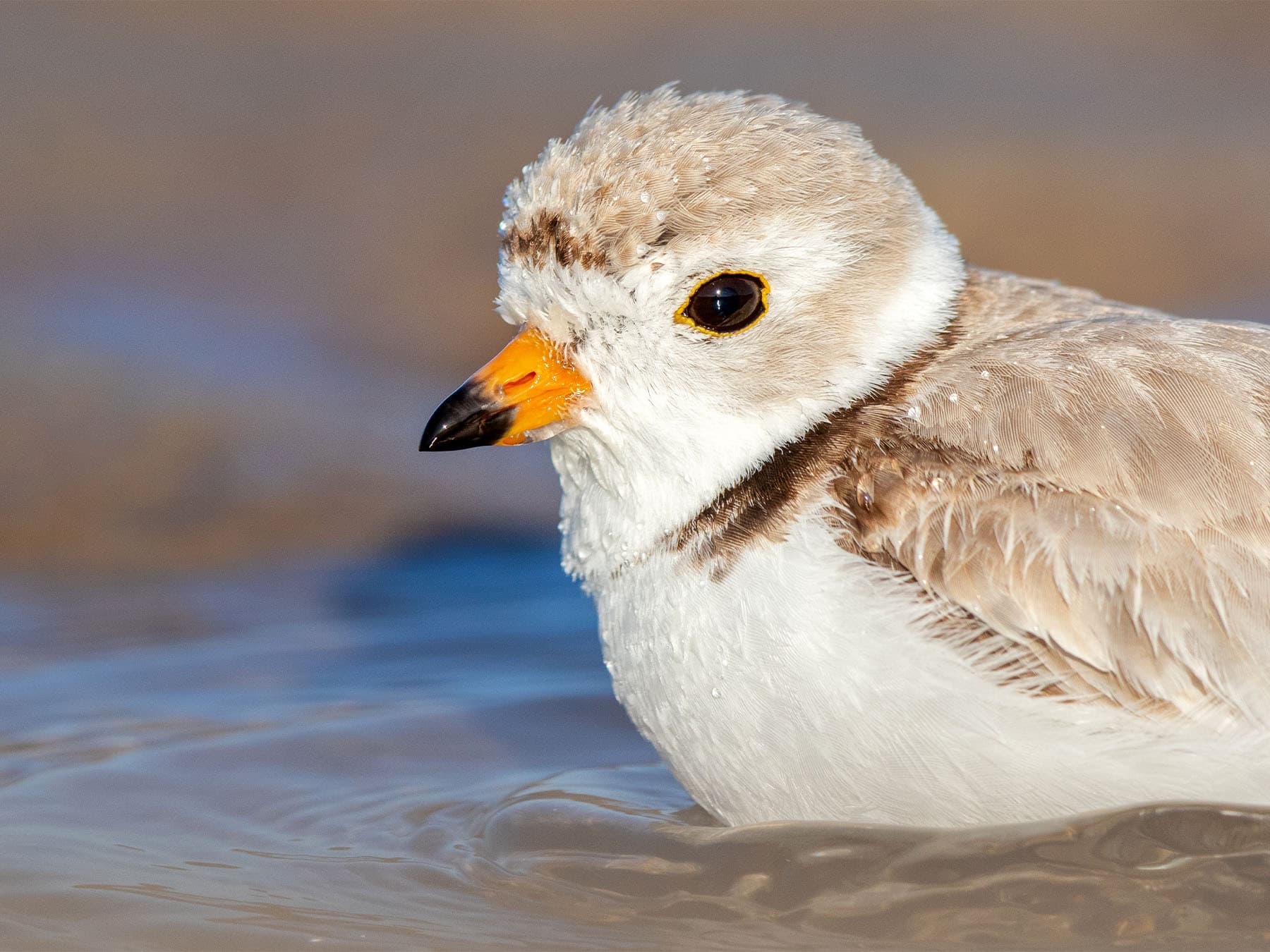 Portrait of a Piping Plover