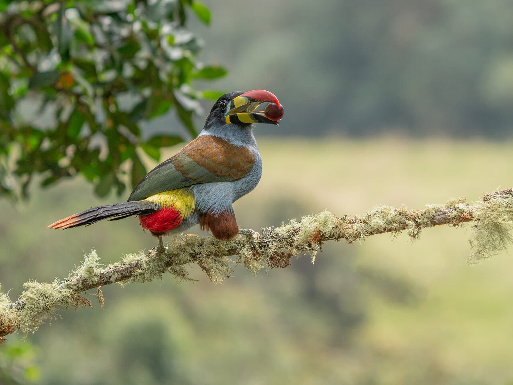 Plate billed toucan feeding