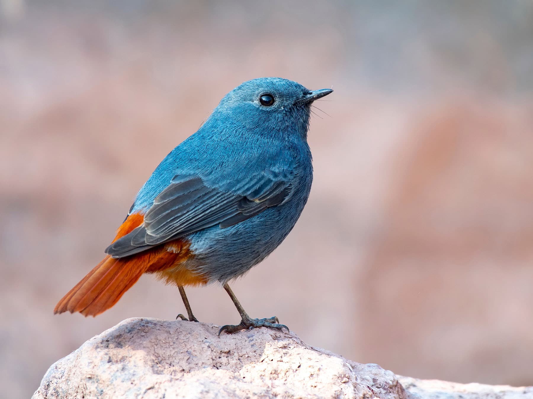 Plumbeous Water-redstart