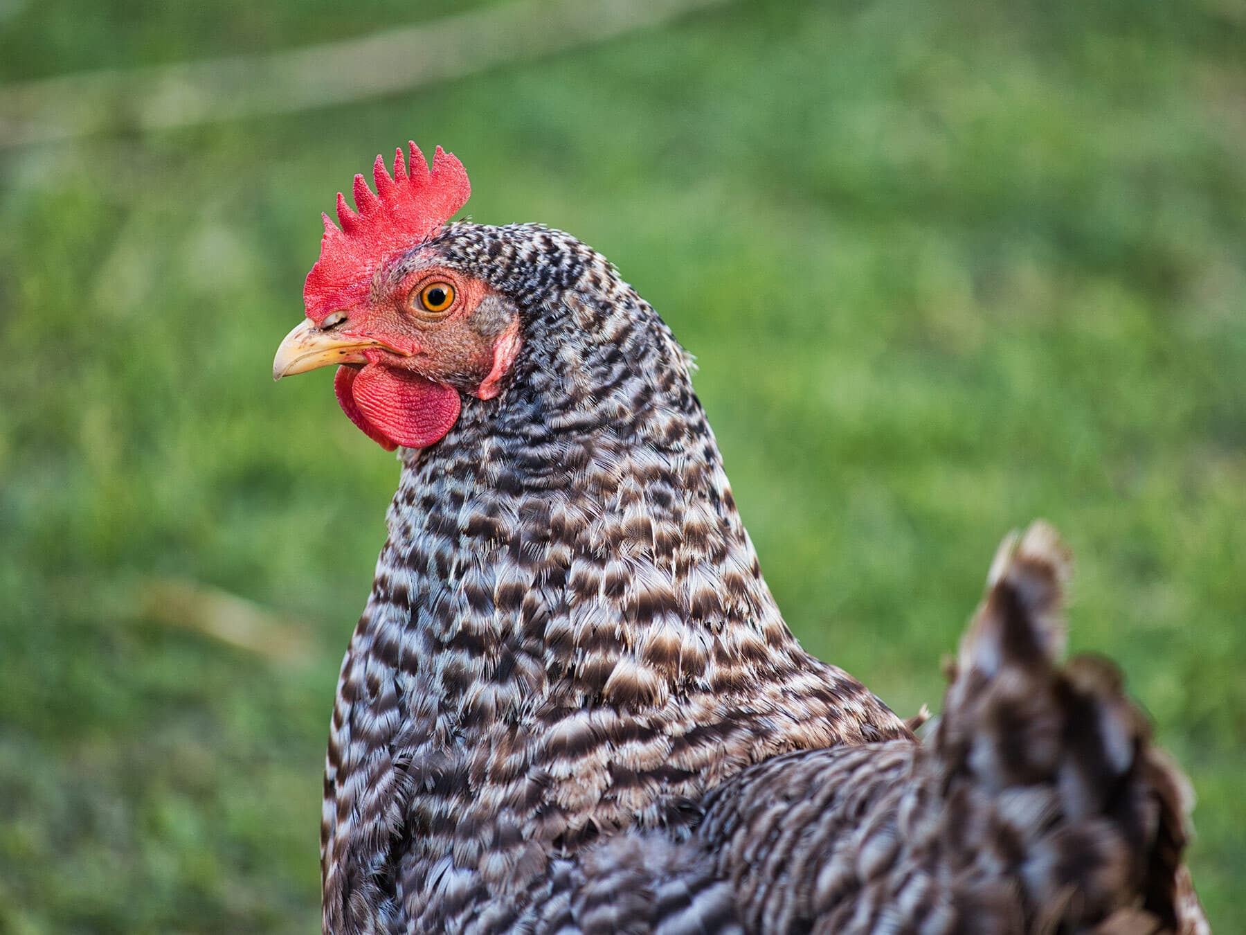 Plymouth rock chicken