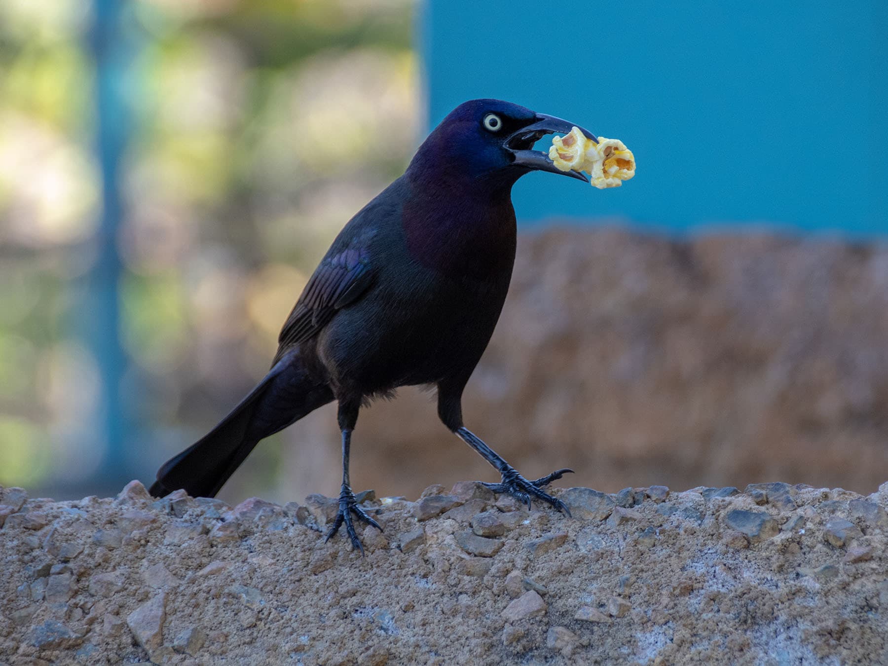Popcorn for Birds: Safe Treat or Dietary Hazard?