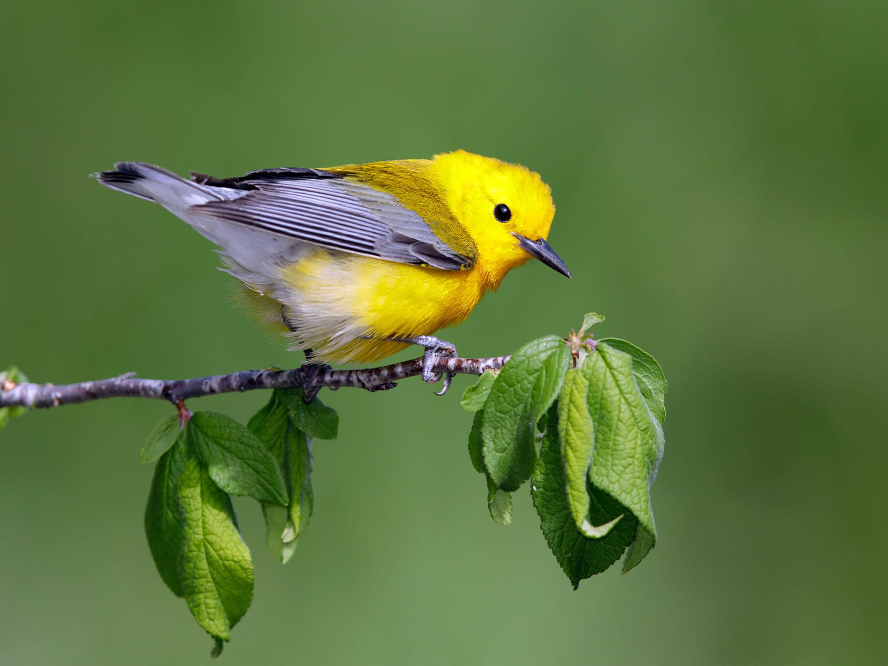 Prothonotary Warbler
