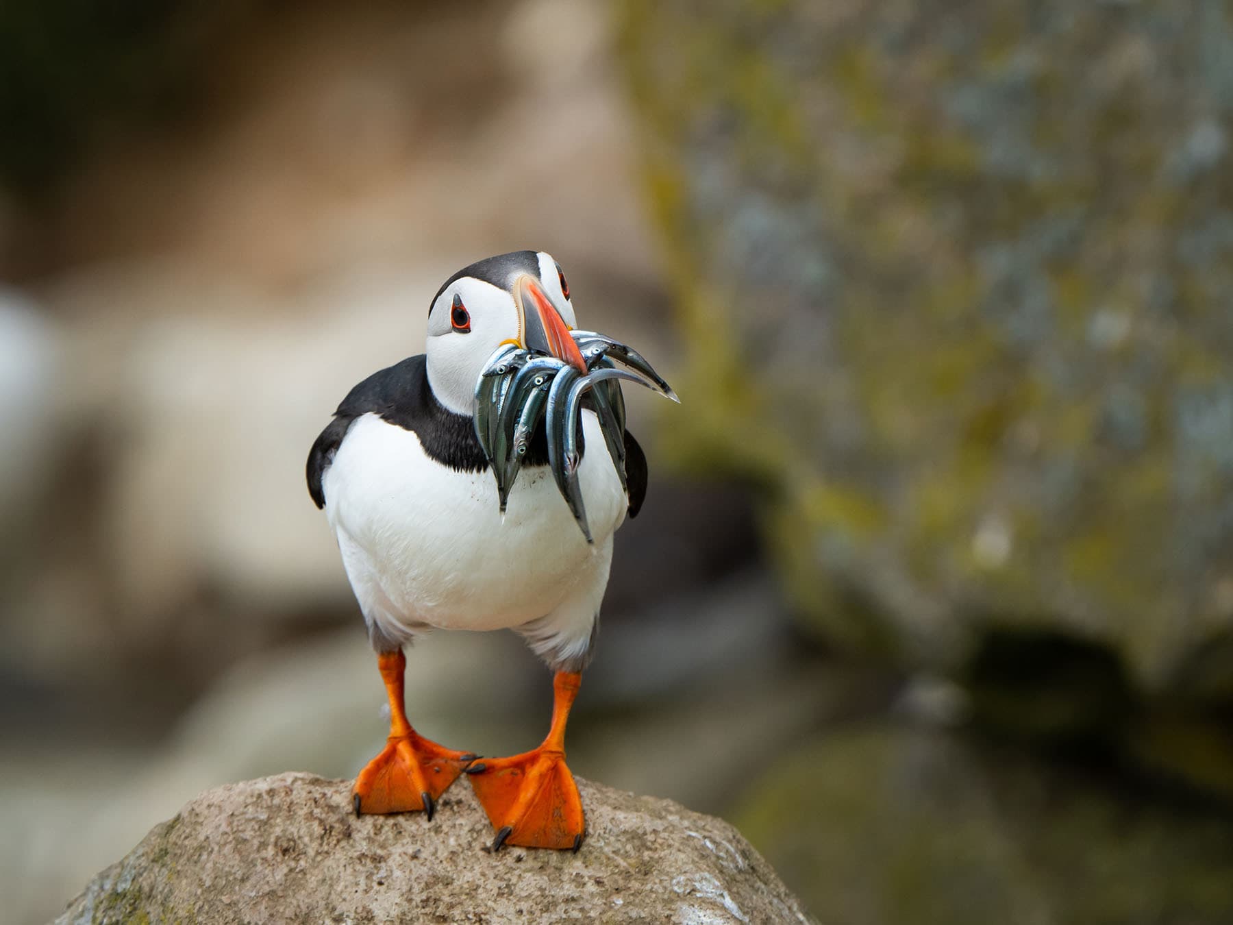 Puffin beak of eels