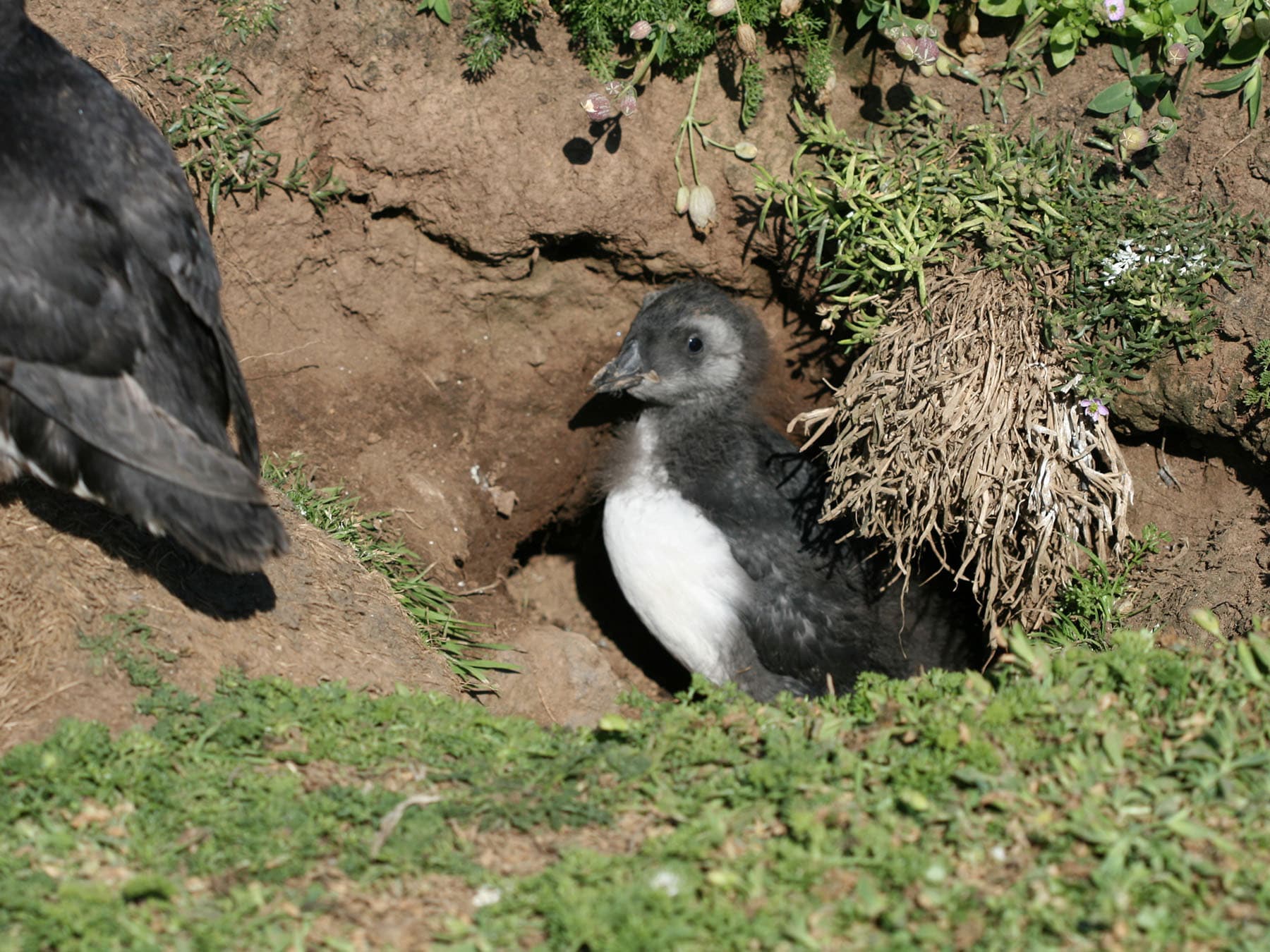 Puffin chick emerging