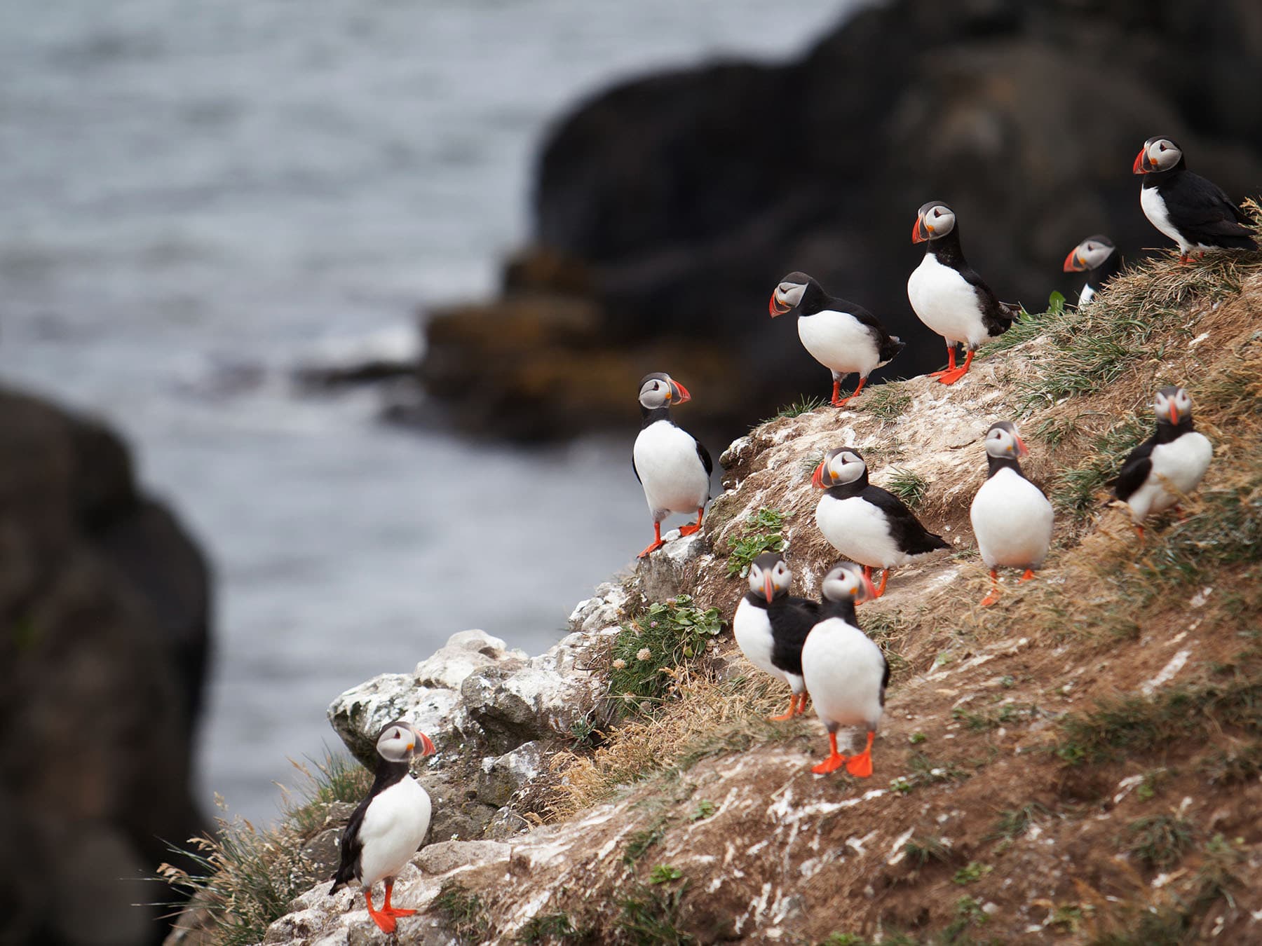 Puffin colony iceland
