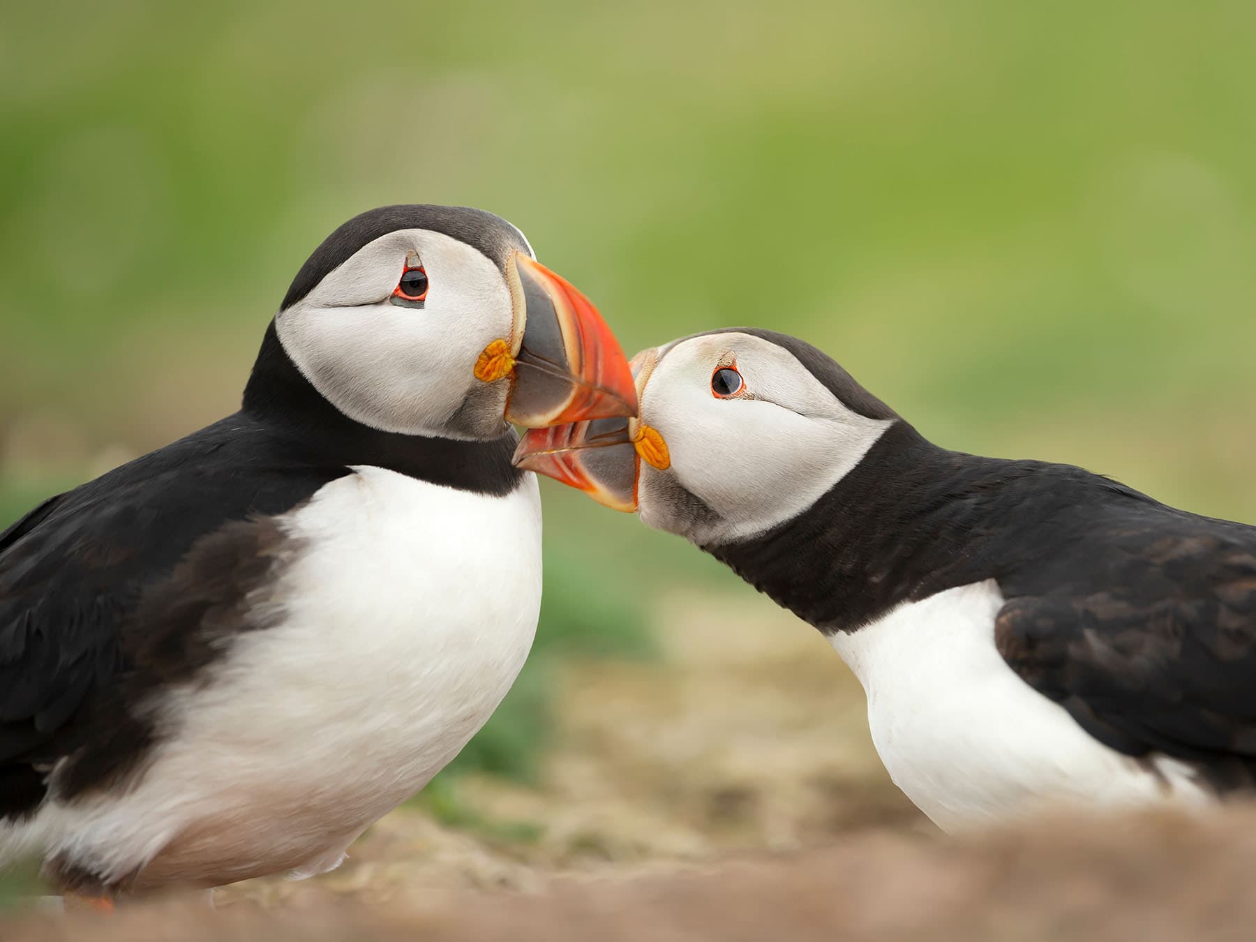 Puffin courtship ritual