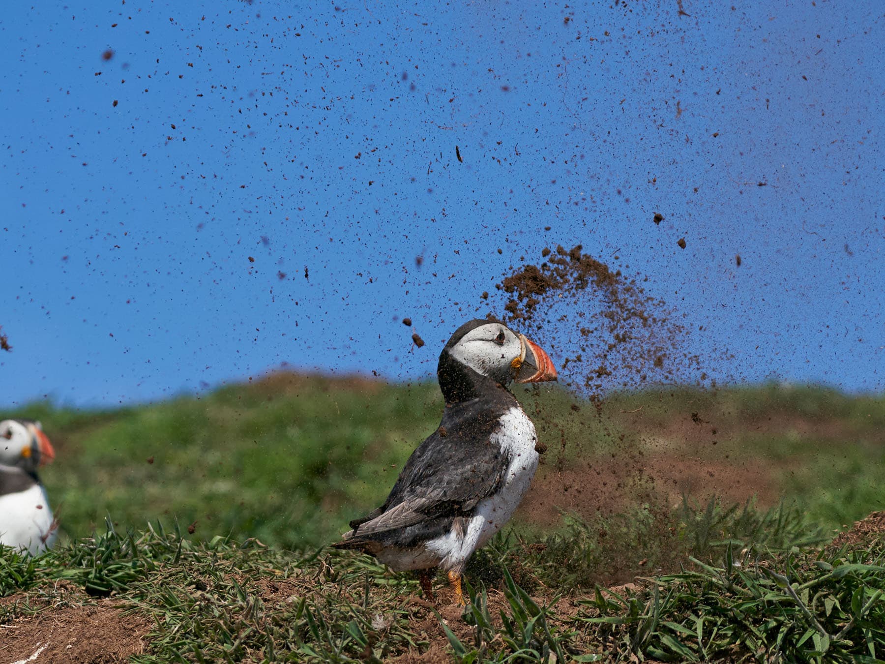 Puffin digging nest burrow